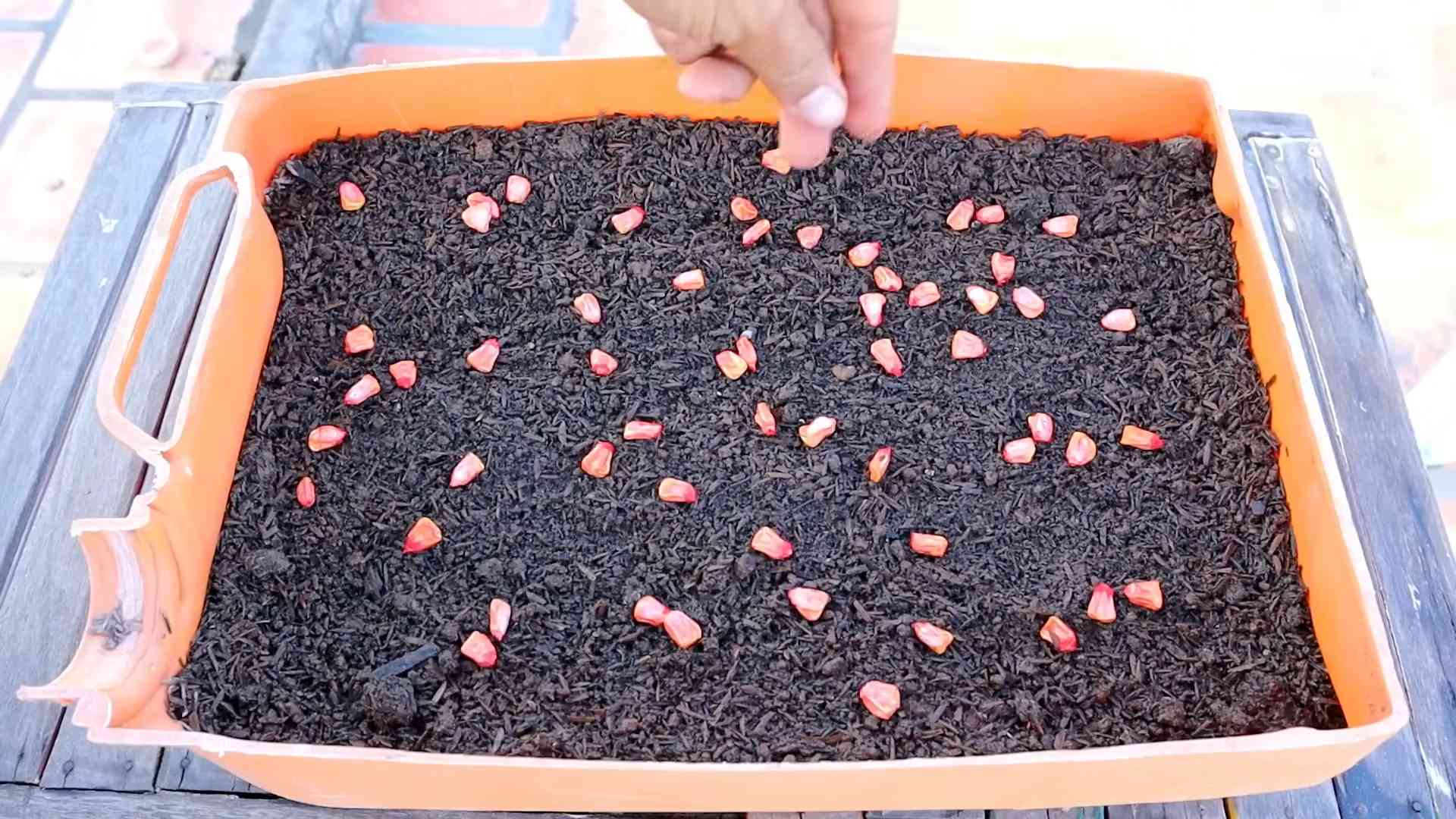 Growing Sweet Corn in Containers