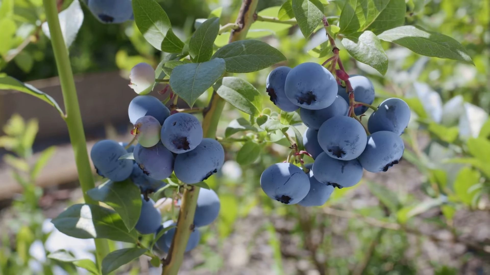 Growing Blueberries from Seeds