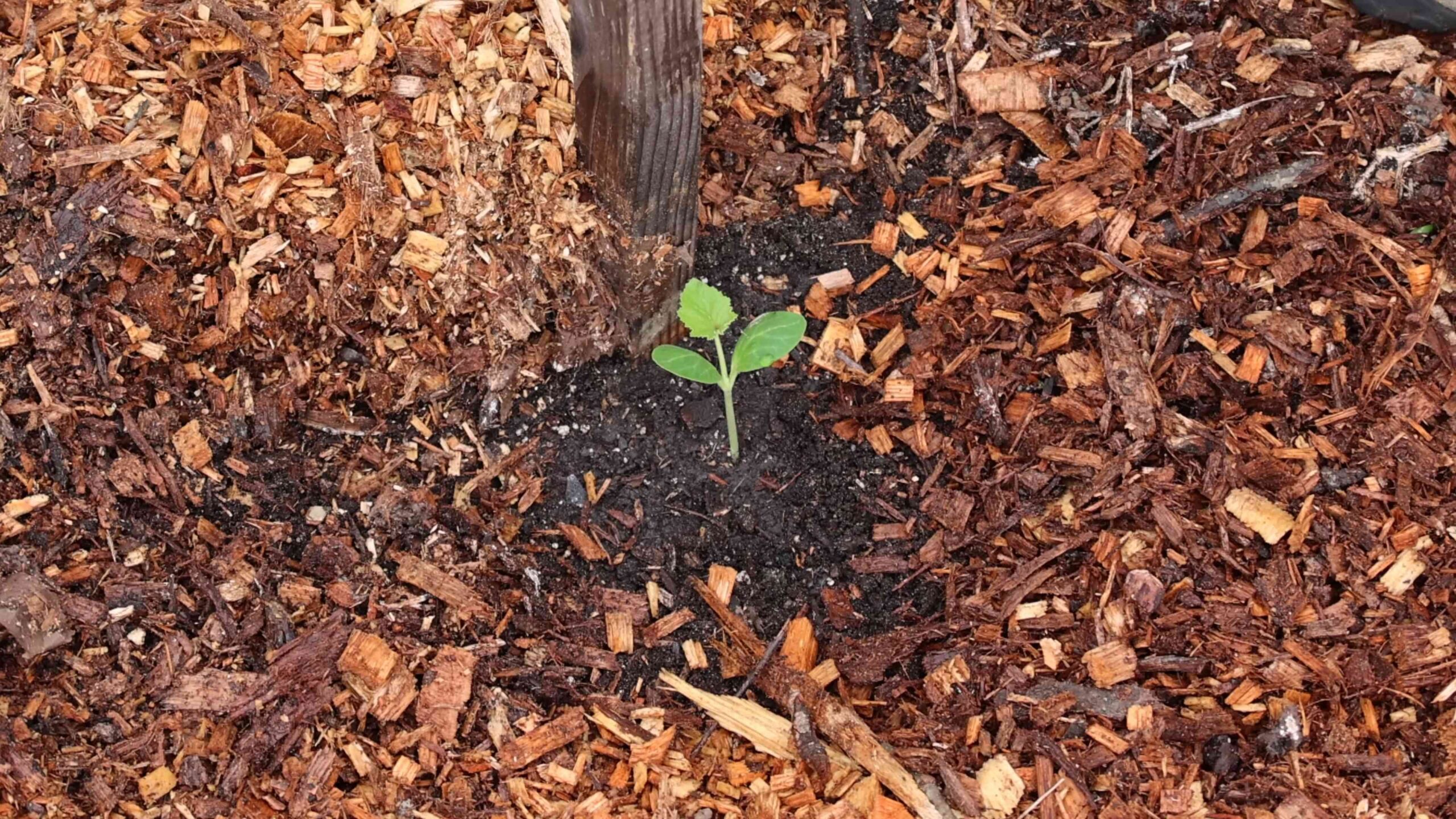 Growing Squash Vertically