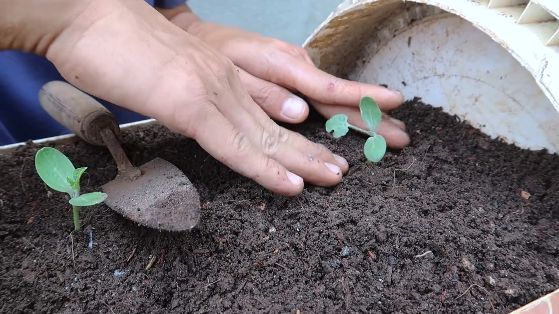 Watermelon yield simple hack