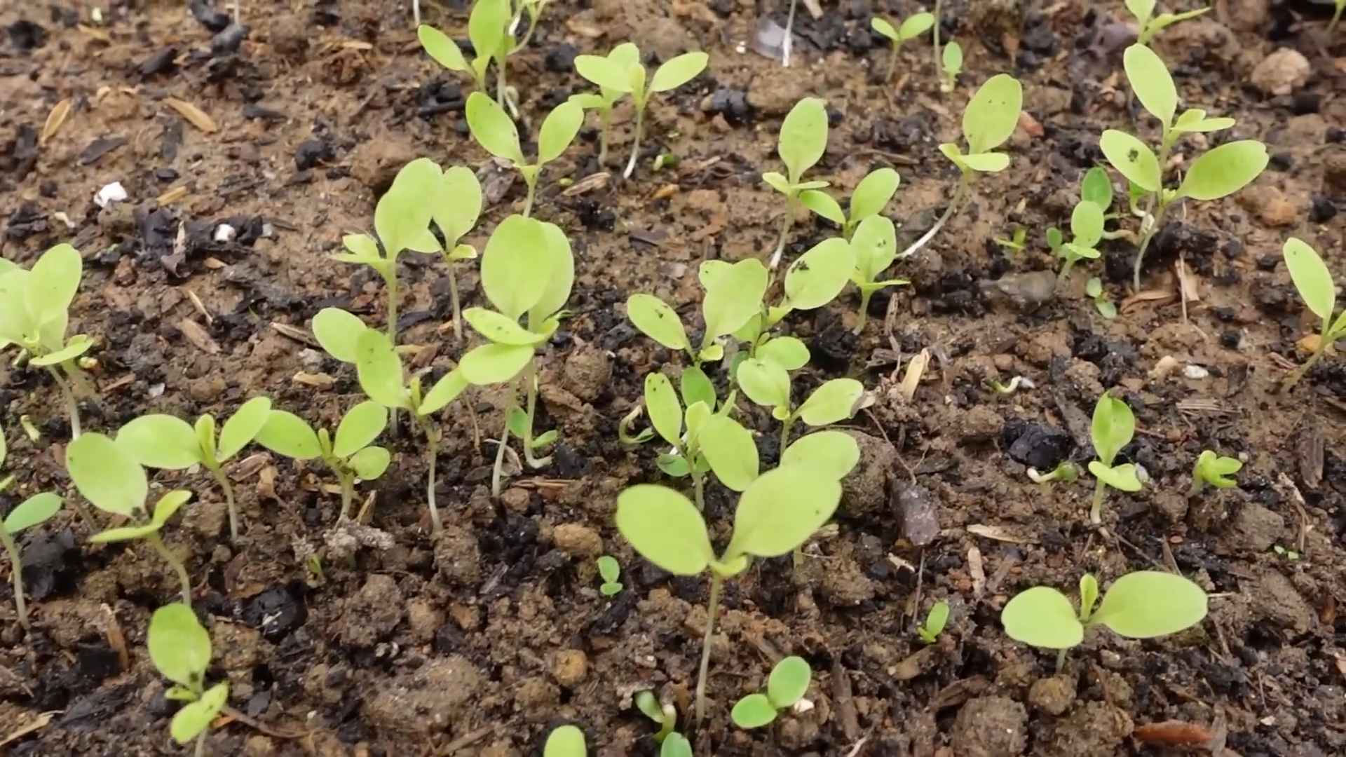 Grow vegetables on a budget
