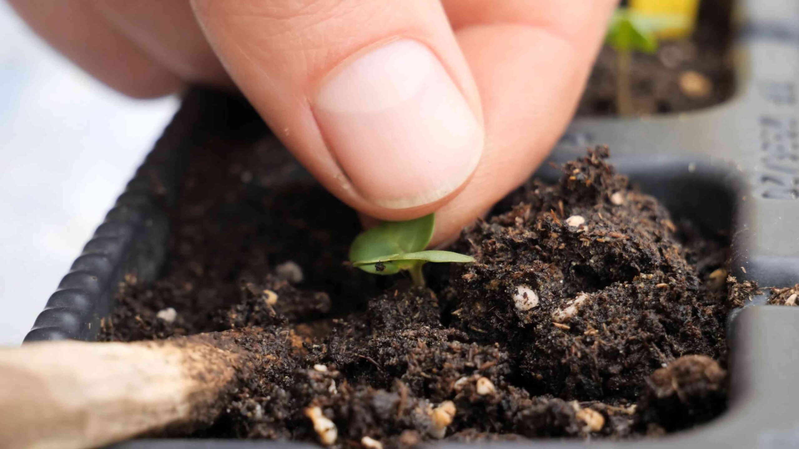 Planting Pointed Cabbage