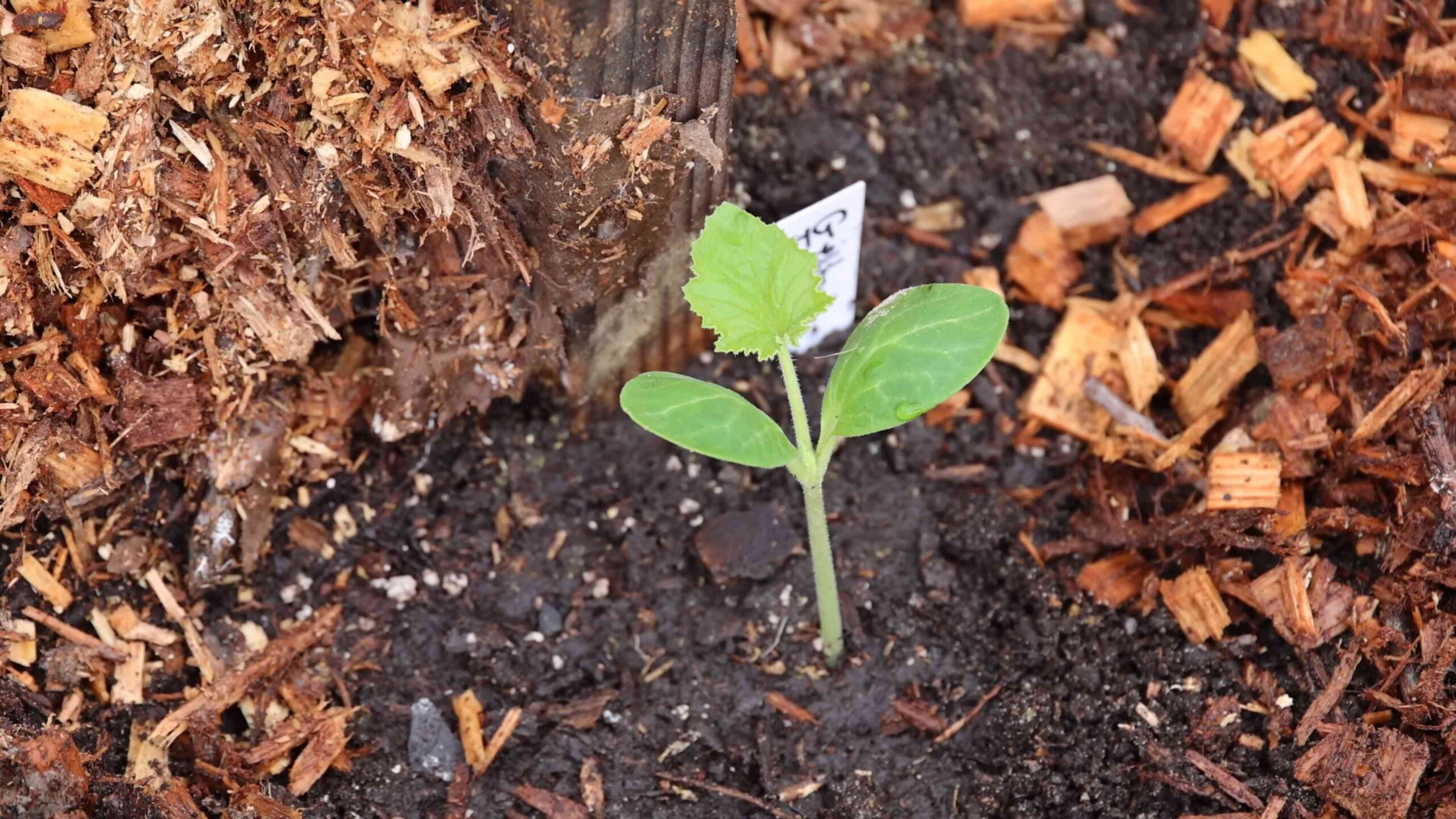 Vertical squash growing DIY