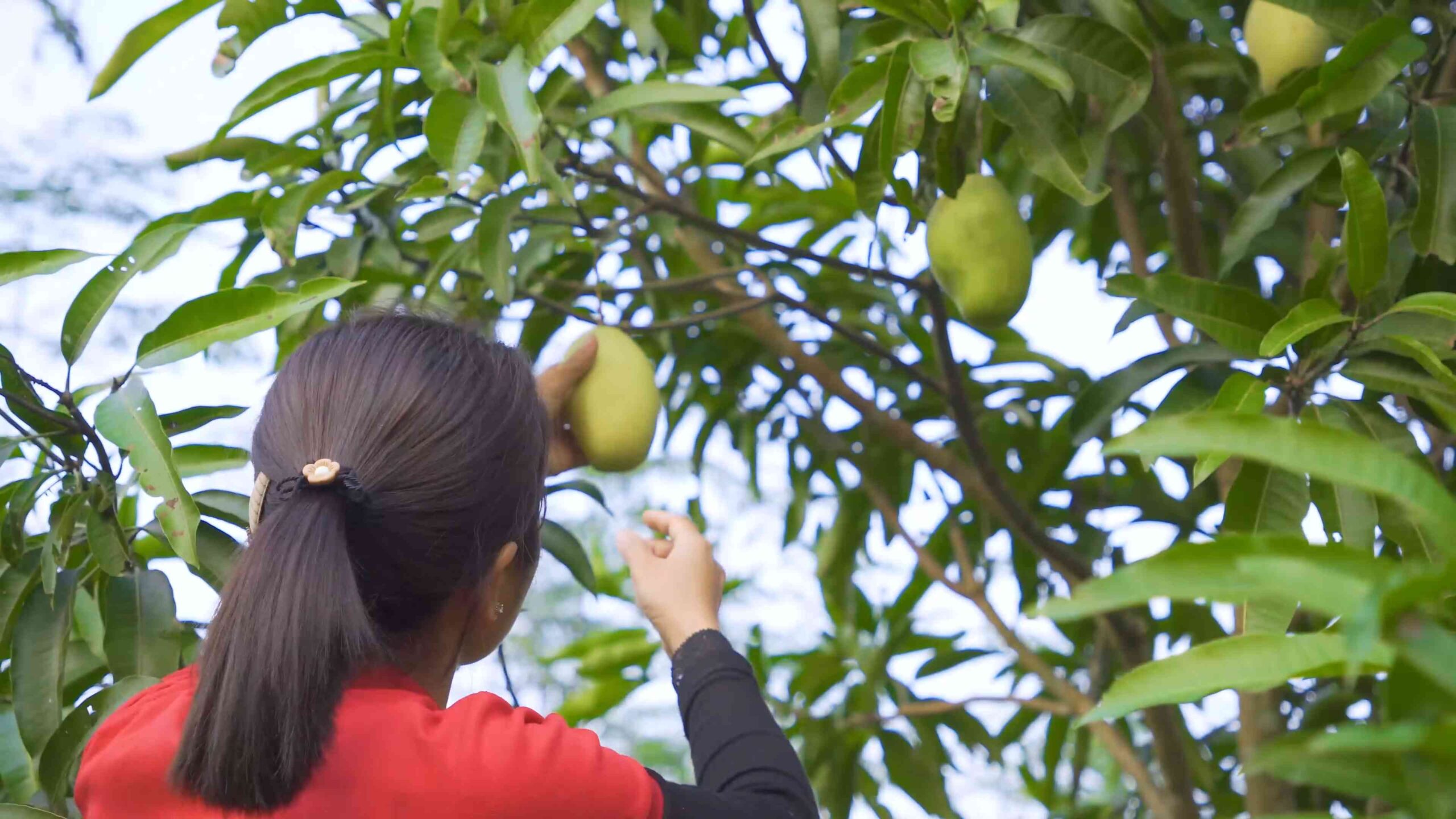 Grow Mango Tree from Seed