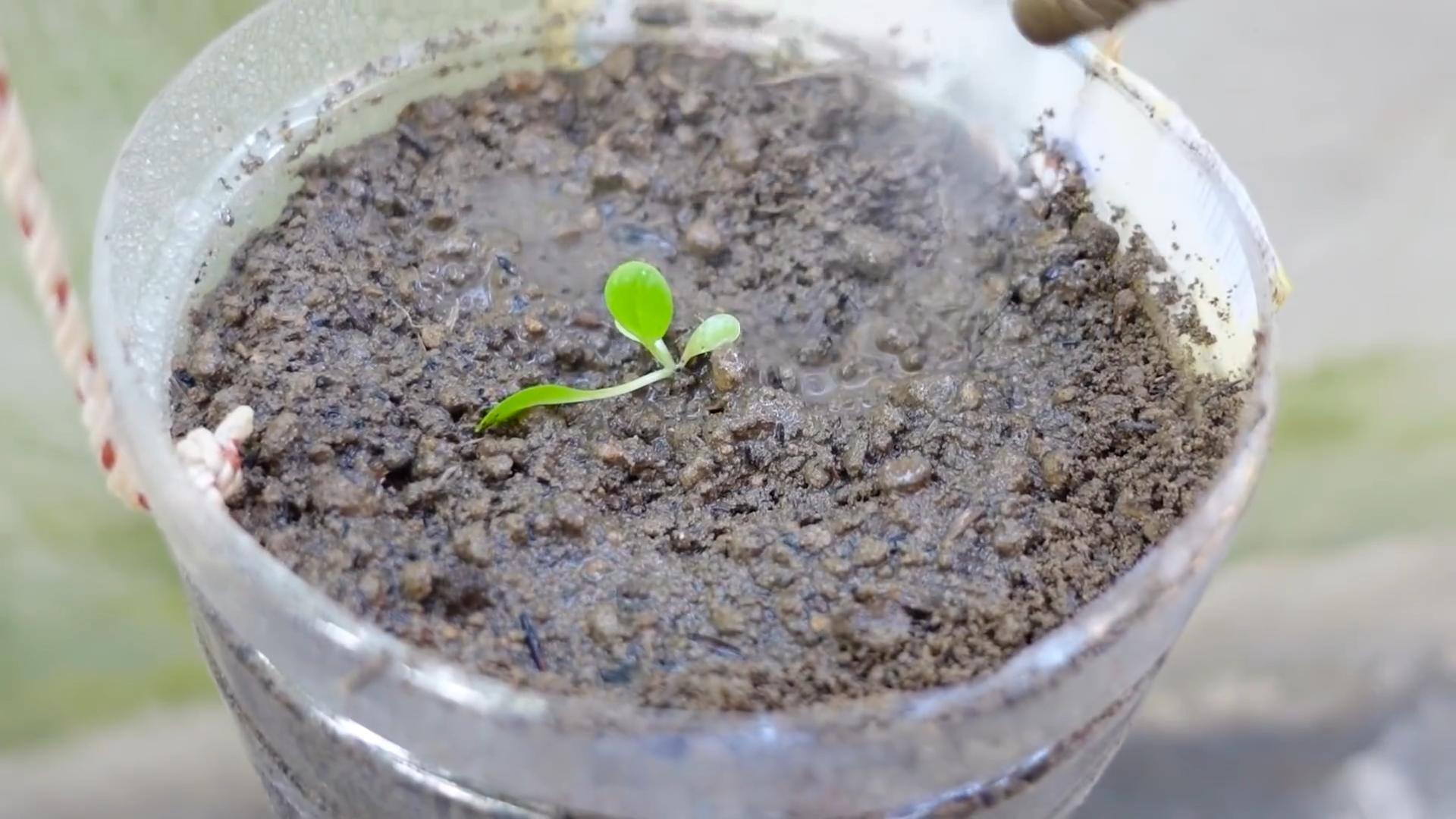 Growing vegetables for beginners