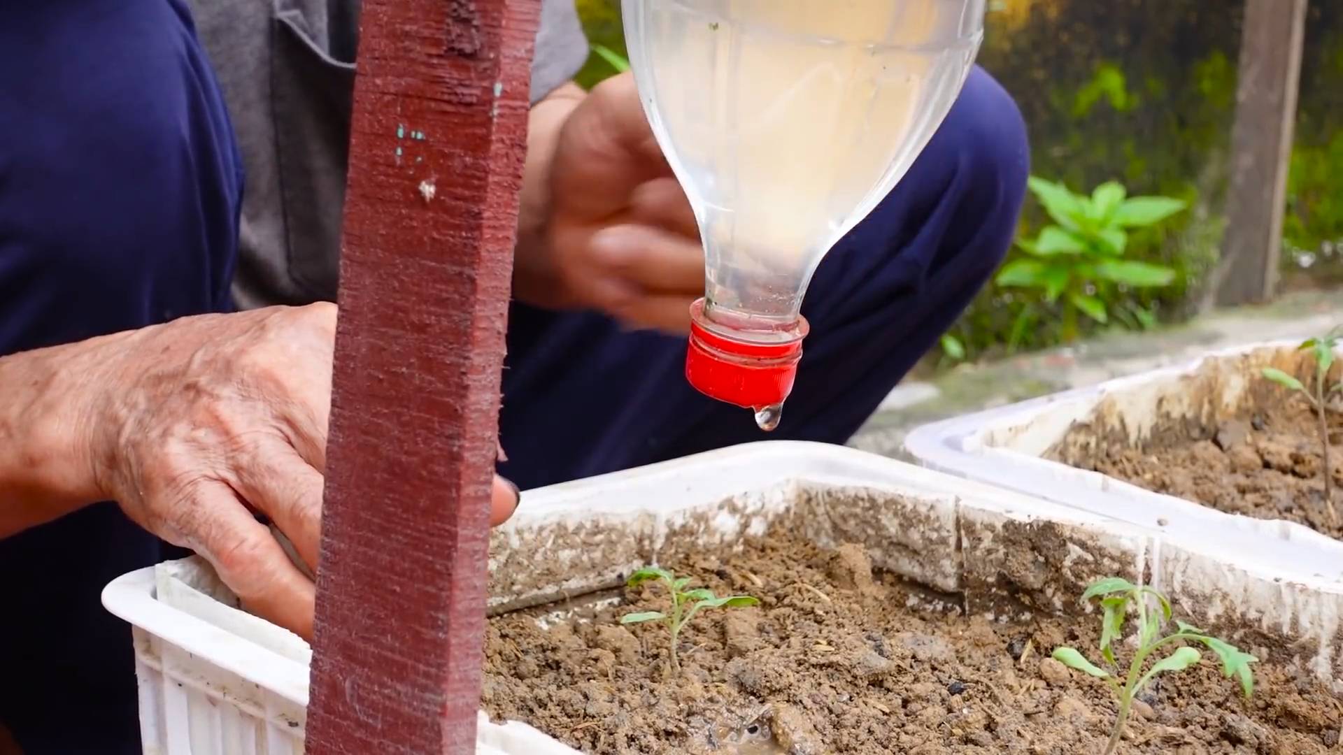 Grow tomatoes indoors