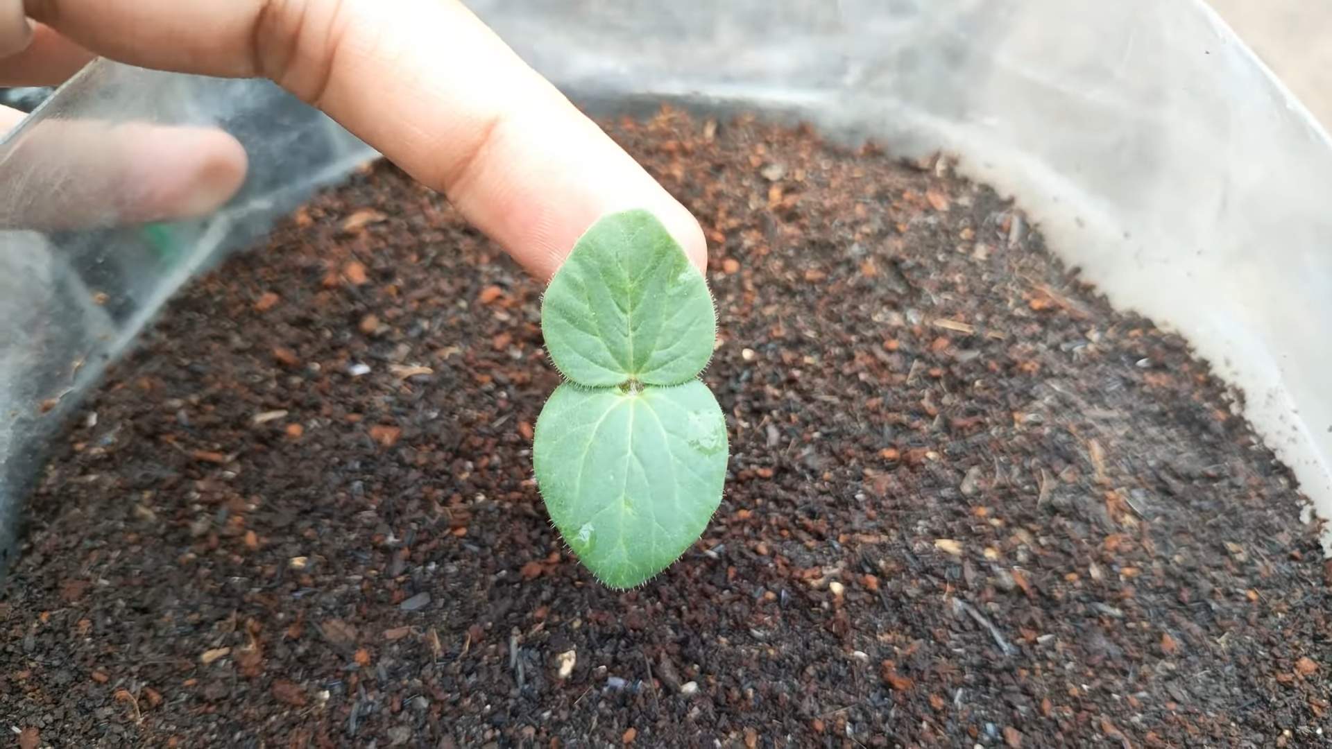 Grow Okra at Home