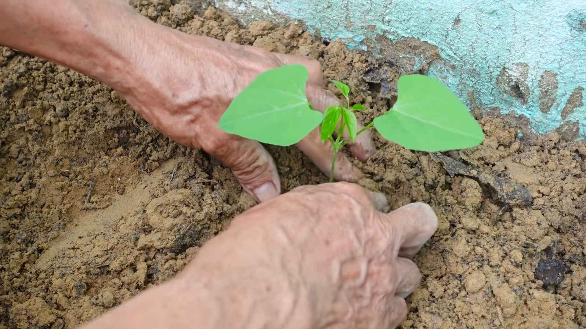 Grow Dragon Beans at Home