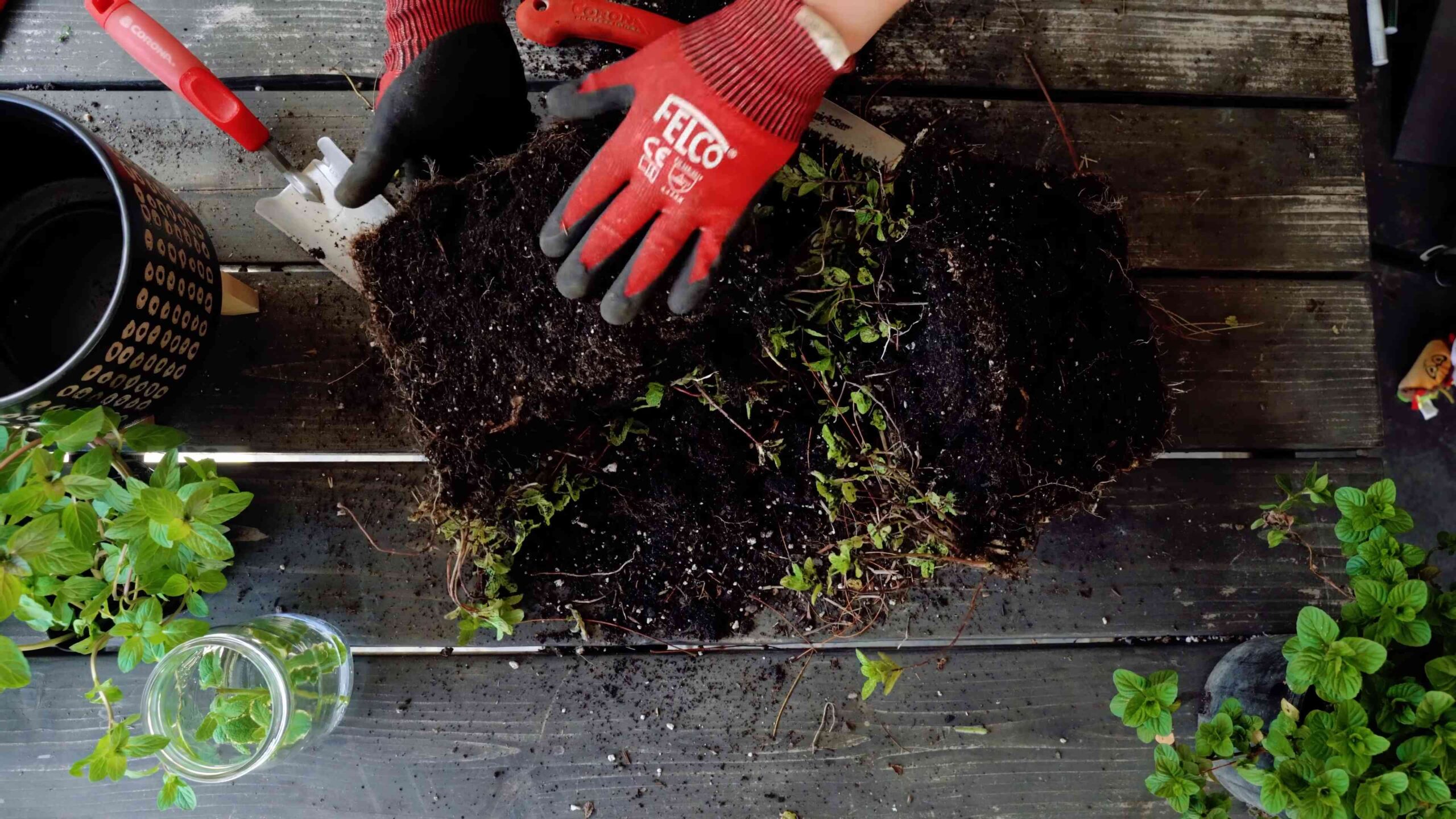 Grow Mint at Home Easily