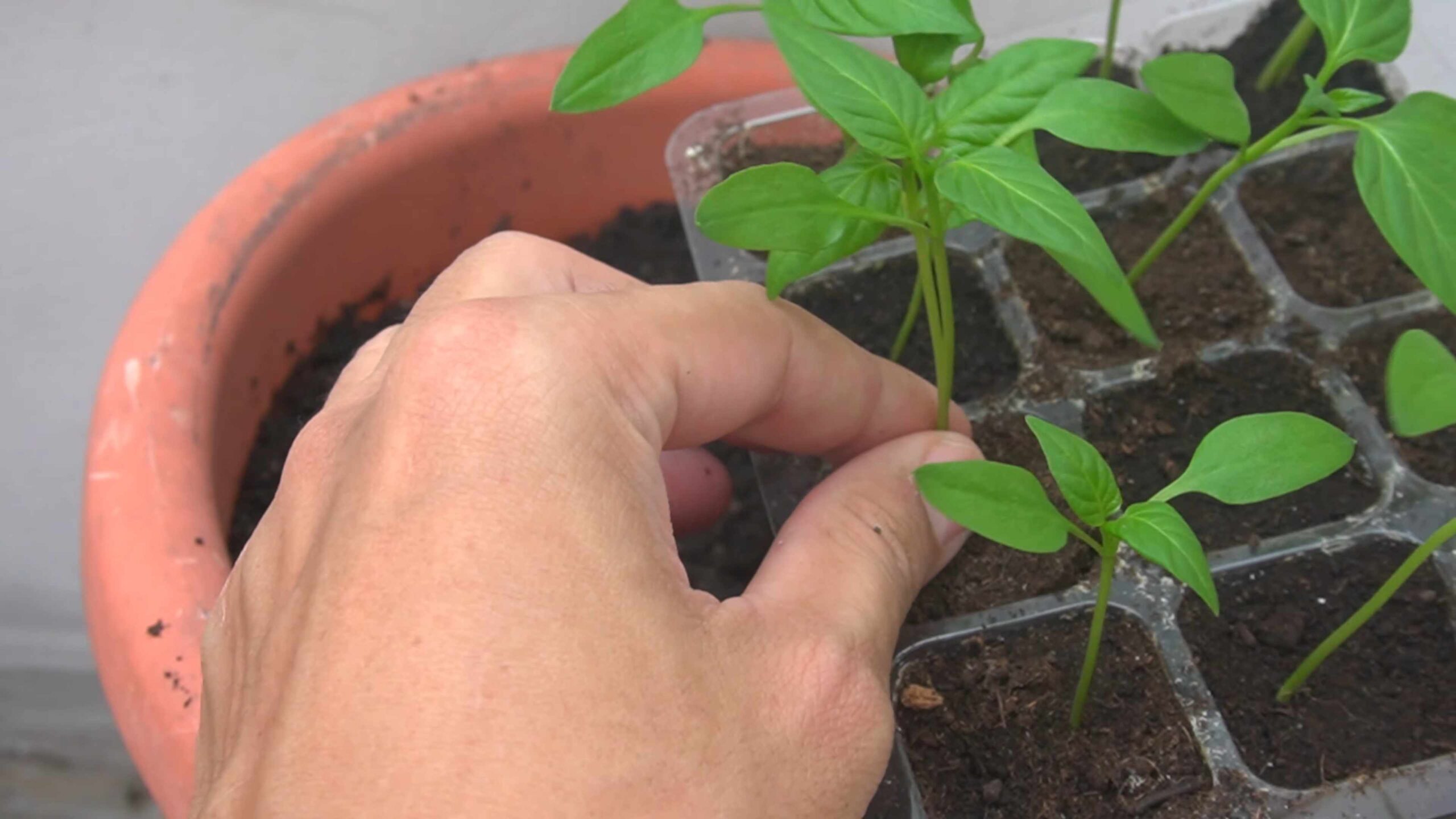 Growing bell peppers from seed