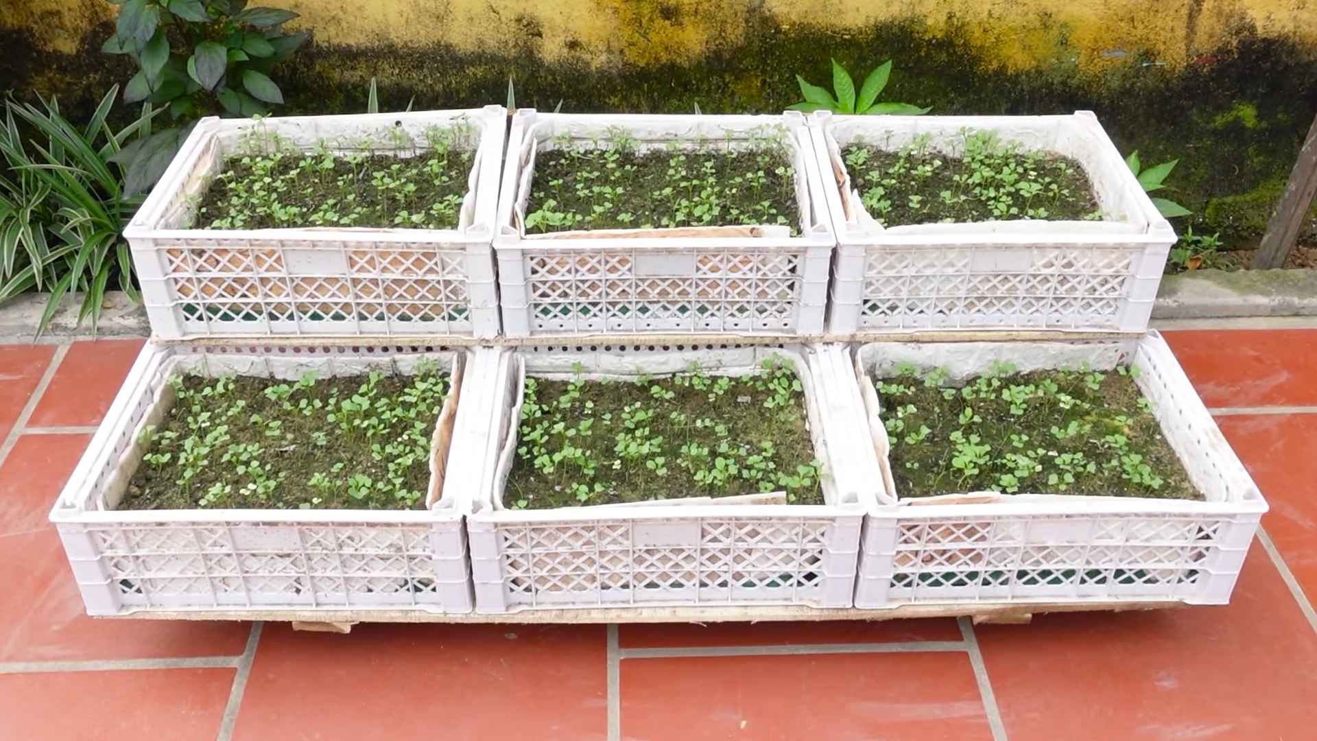 Vegetable gardening without a garden