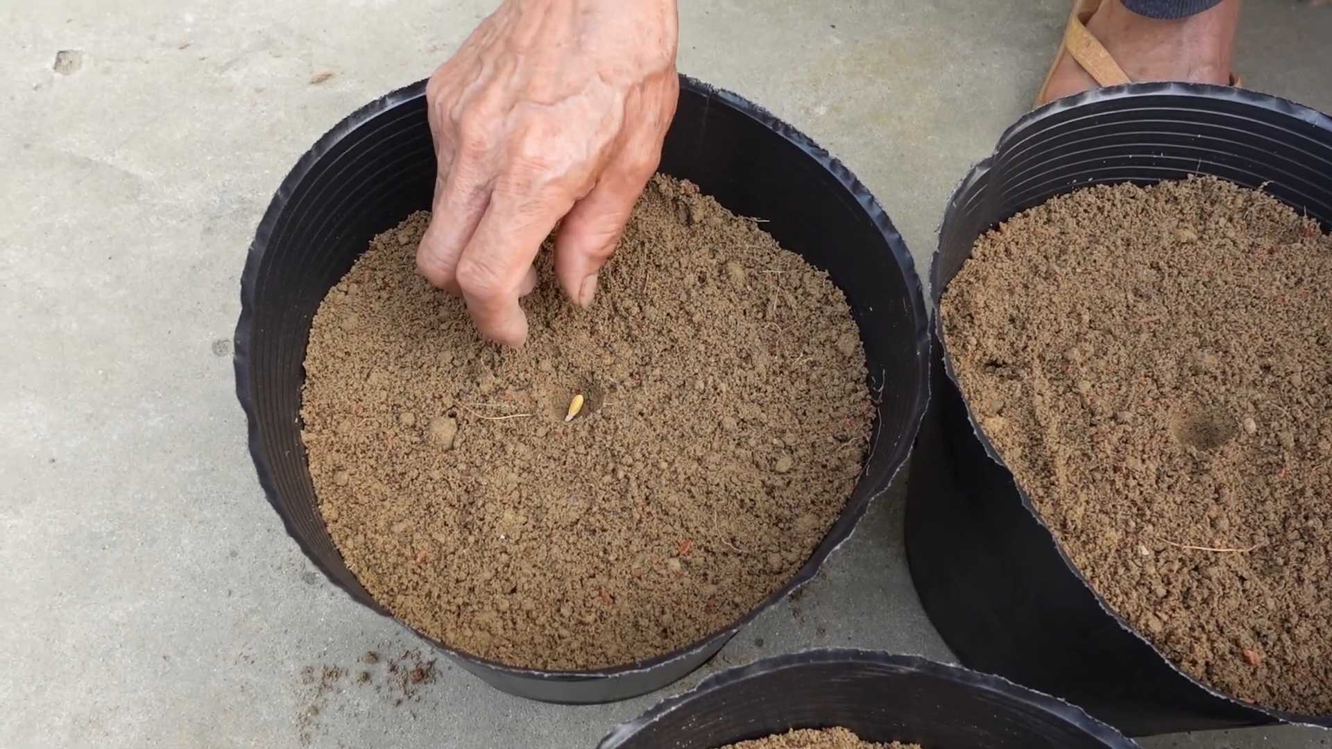Grow cantaloupes at home