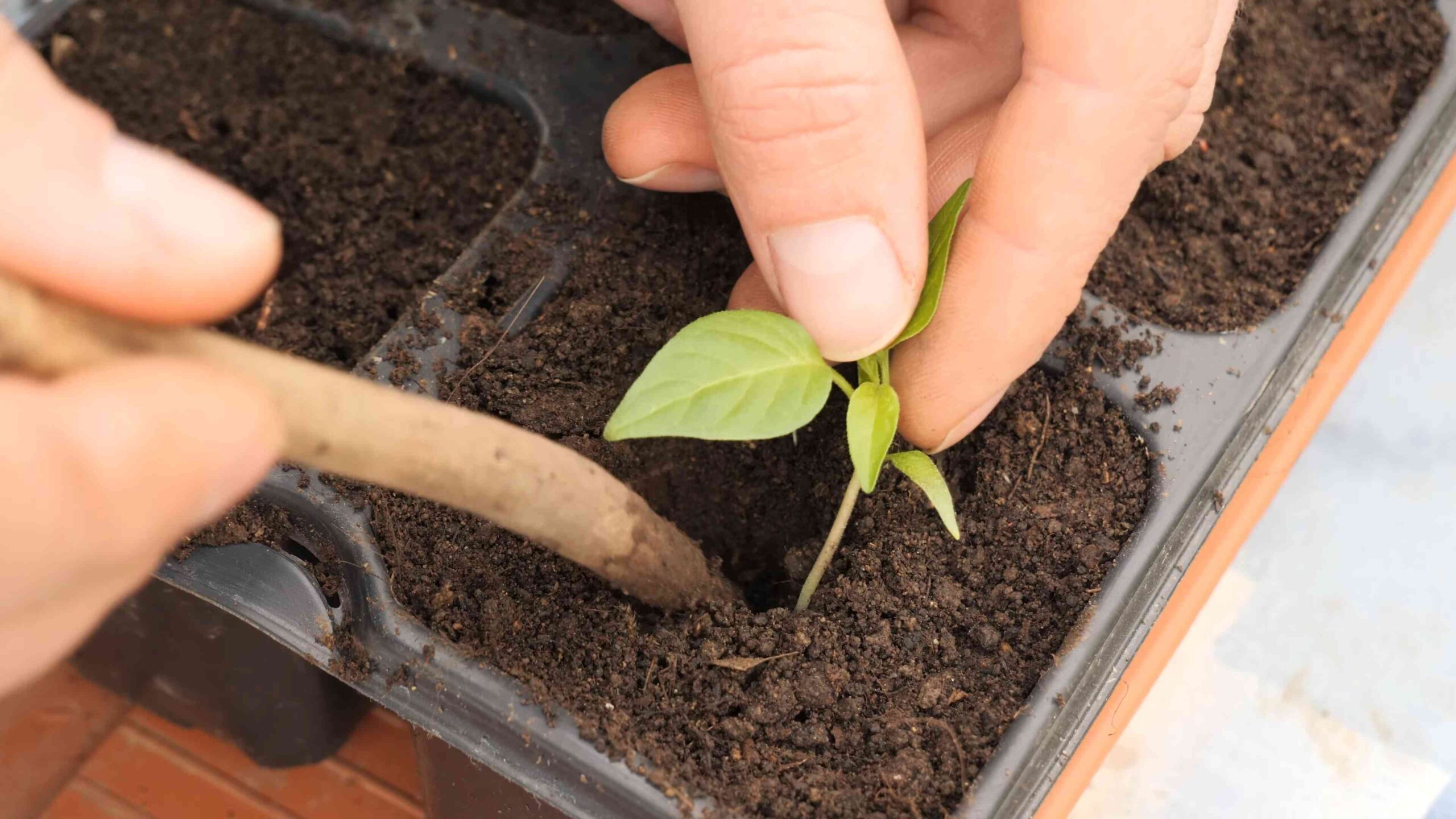 Grow Yellow Habanero Peppers