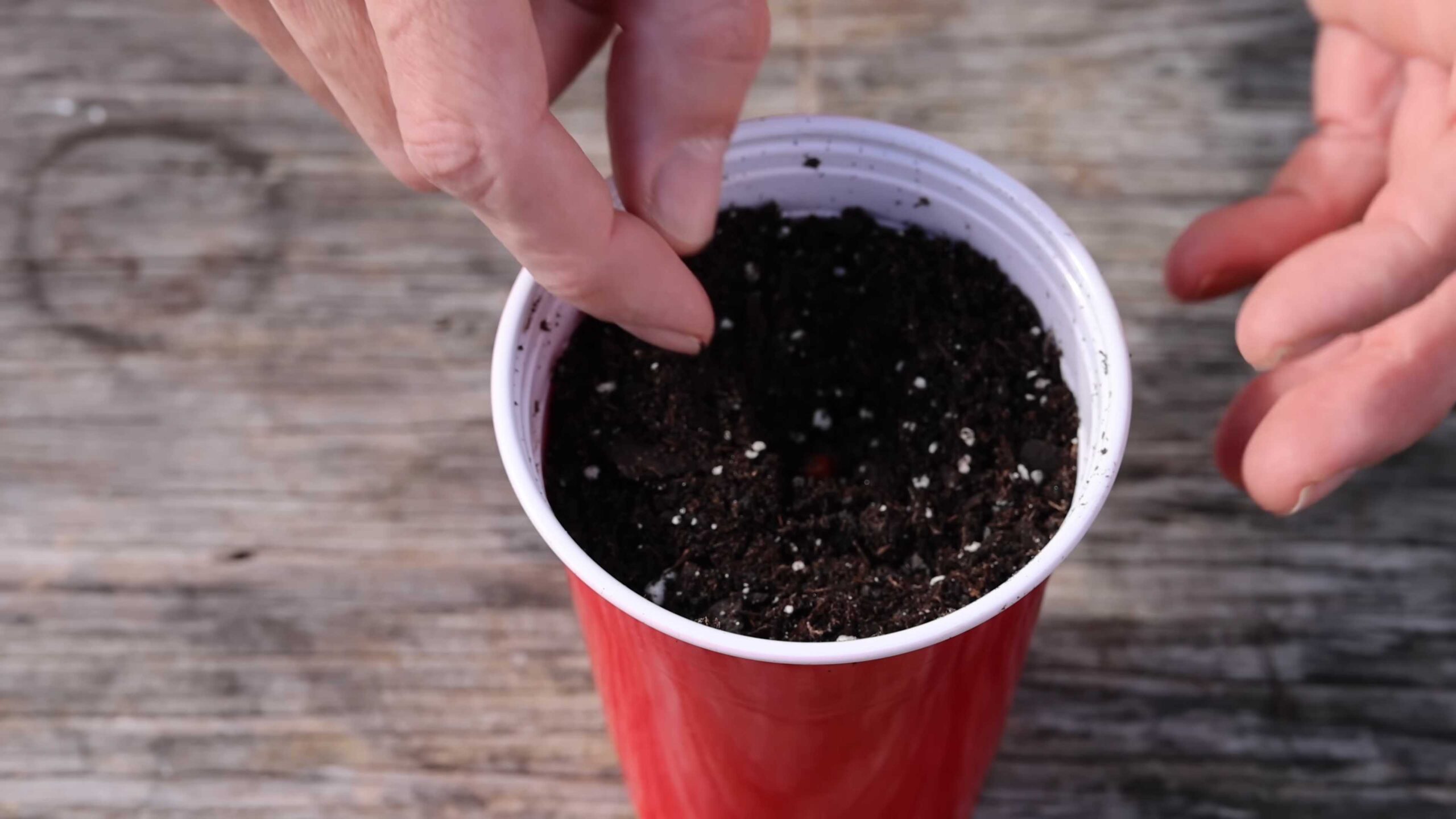 Grow apple tree from seed