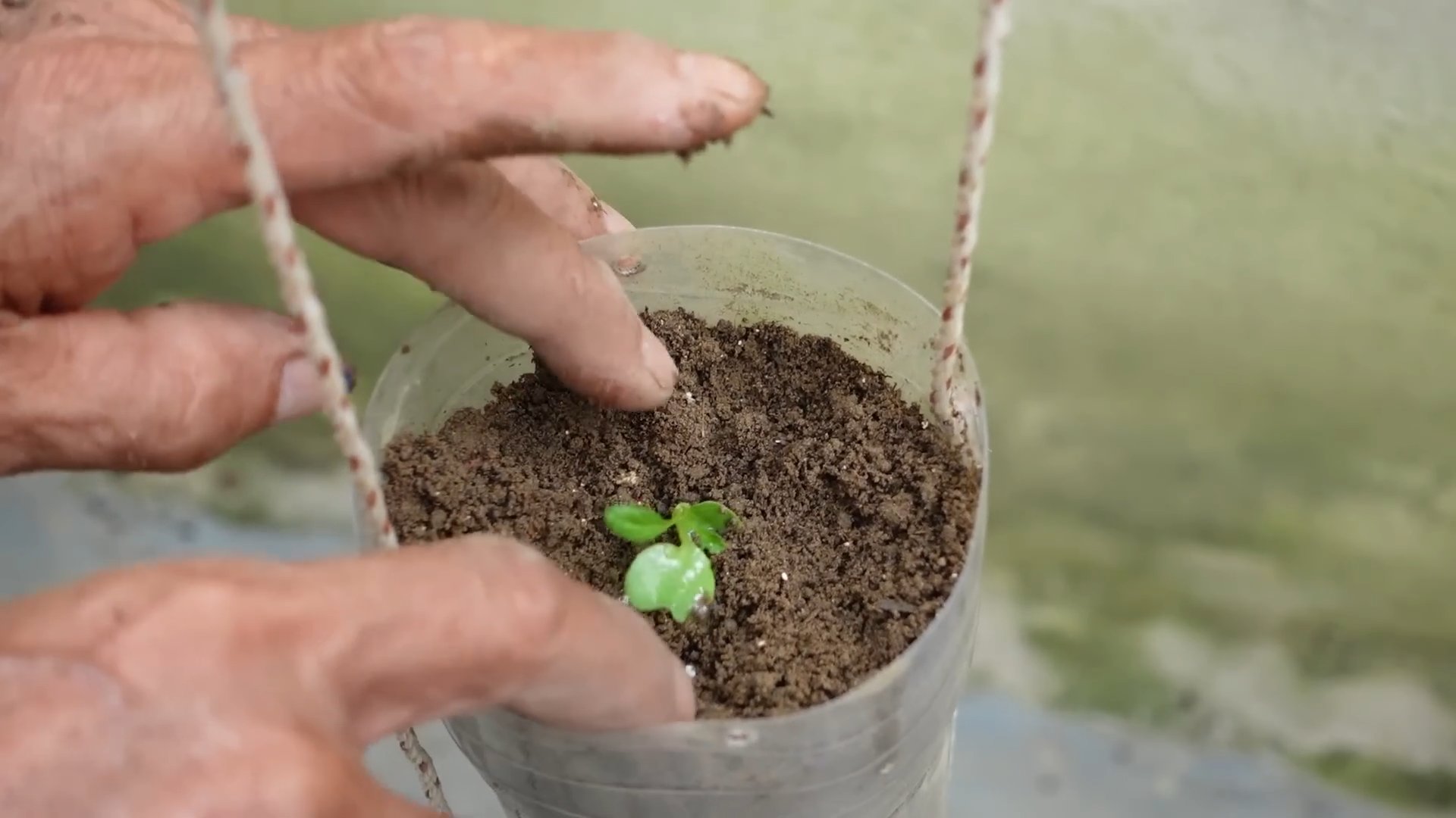 Growing Mibuna in Plastic Bottles