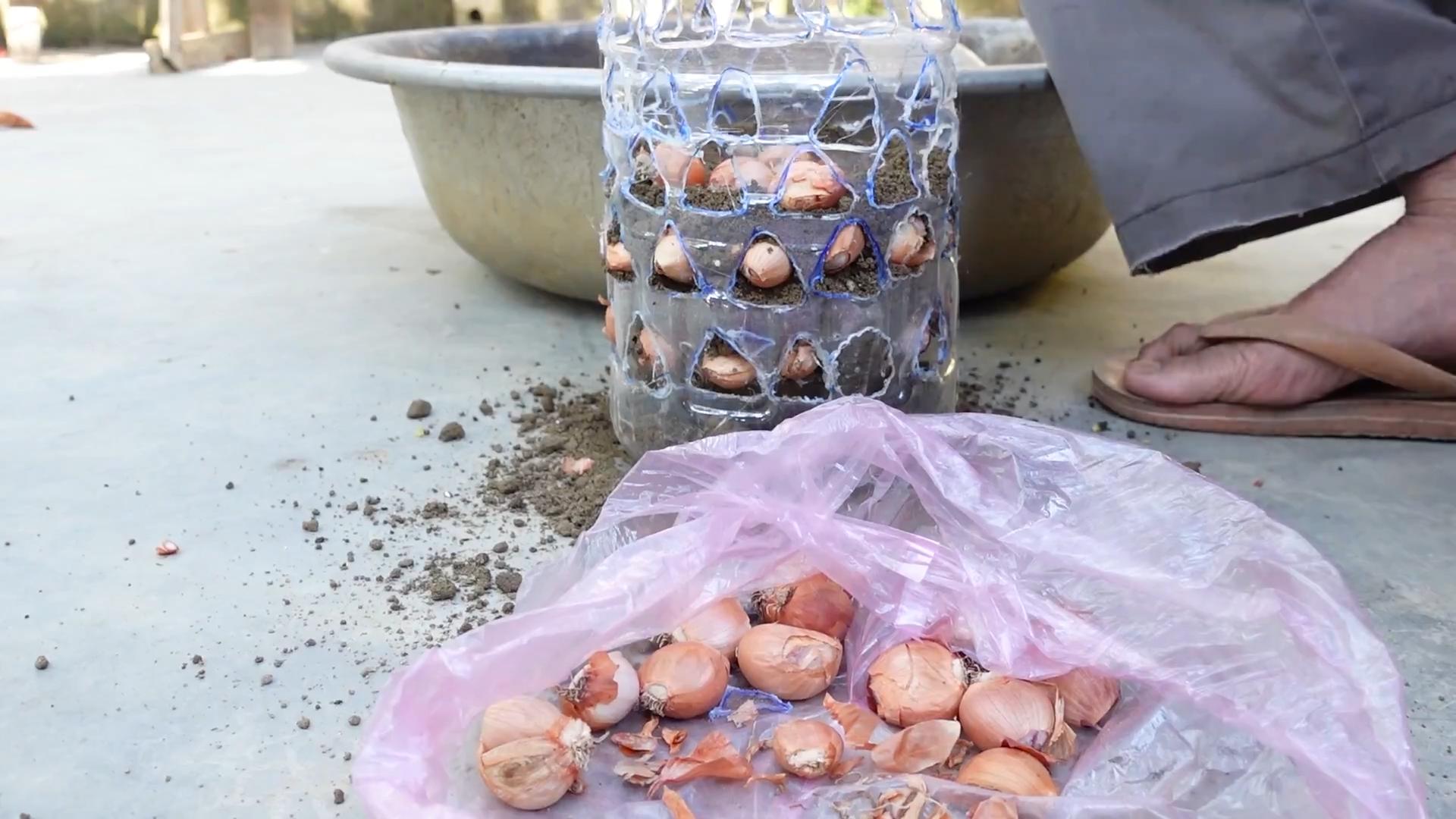DIY onion bottle garden