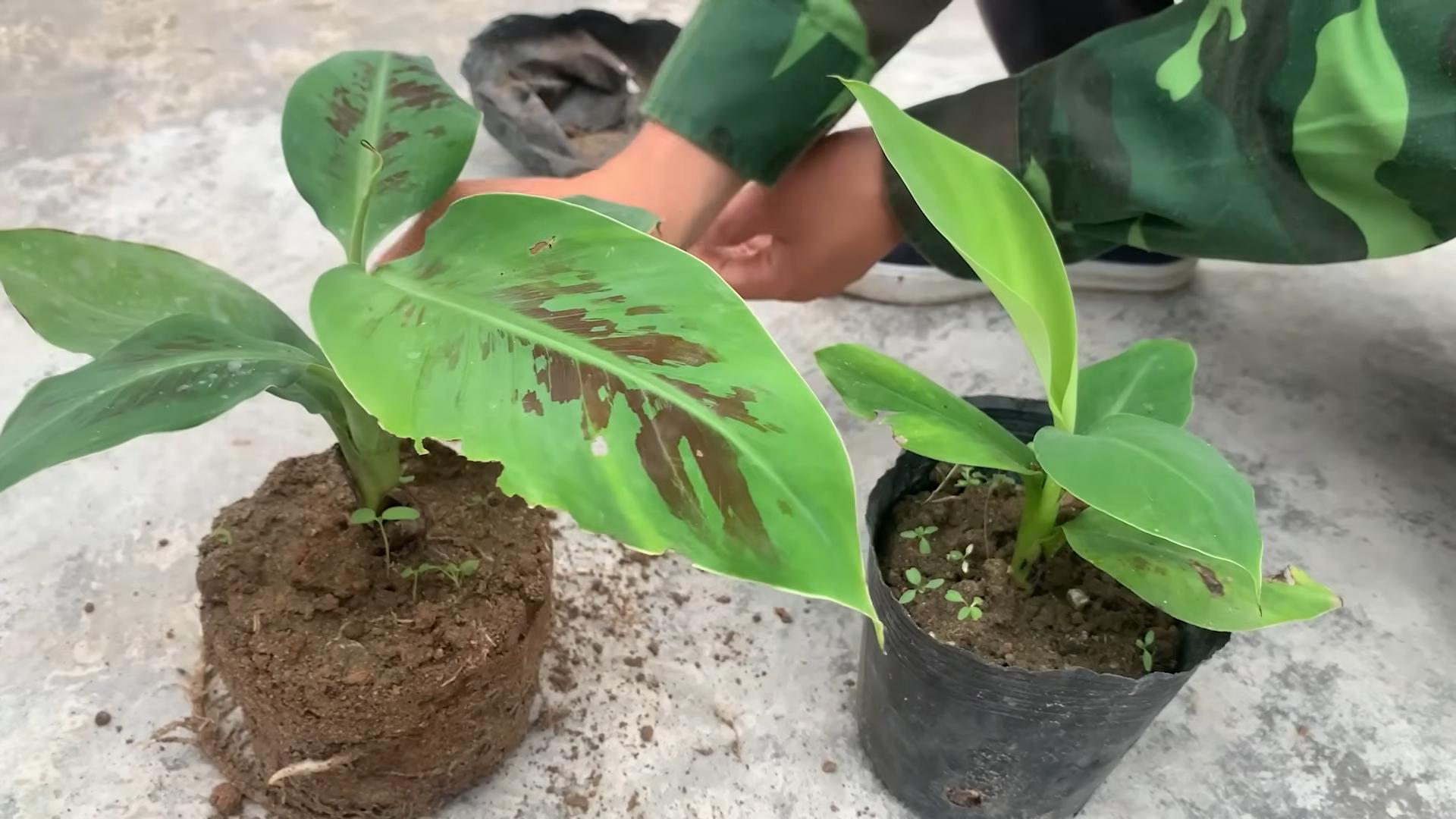 Banana plant propagation methods