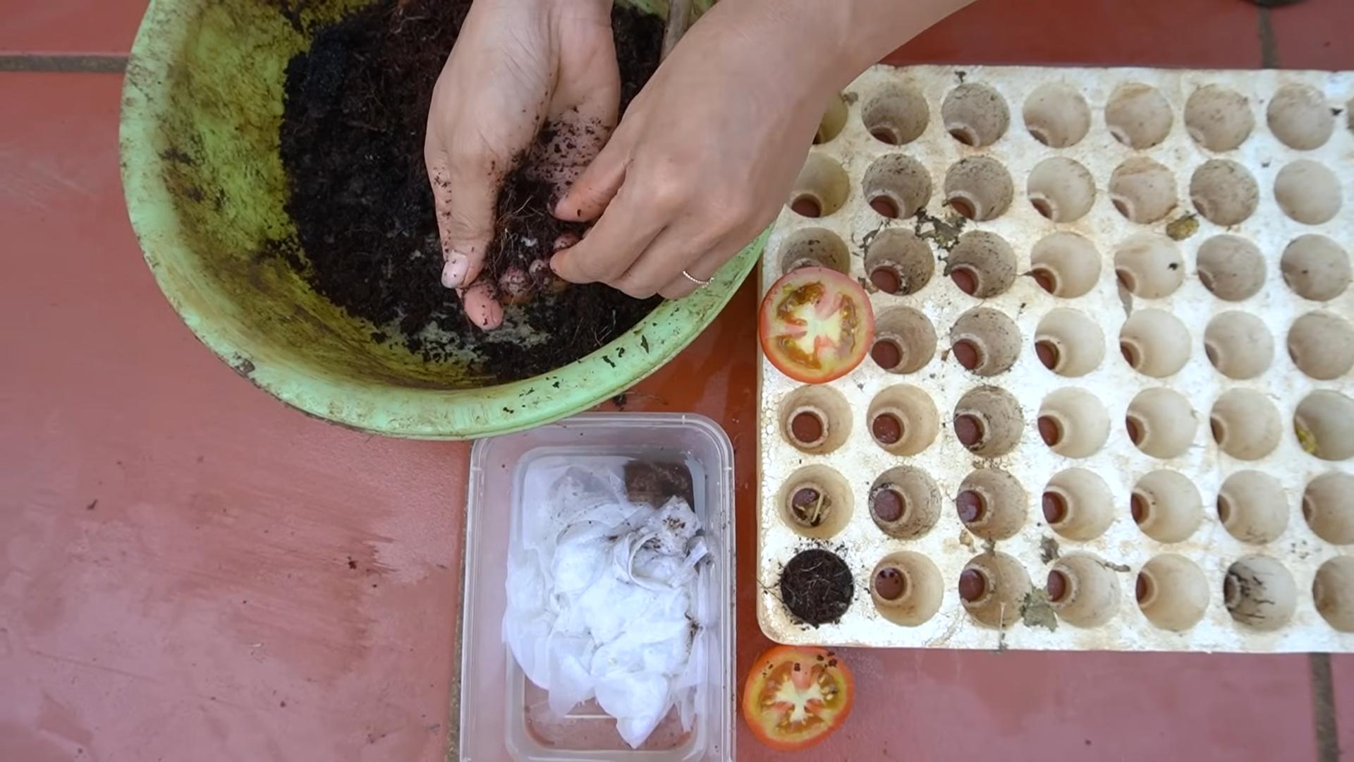 Grow tomatoes at home