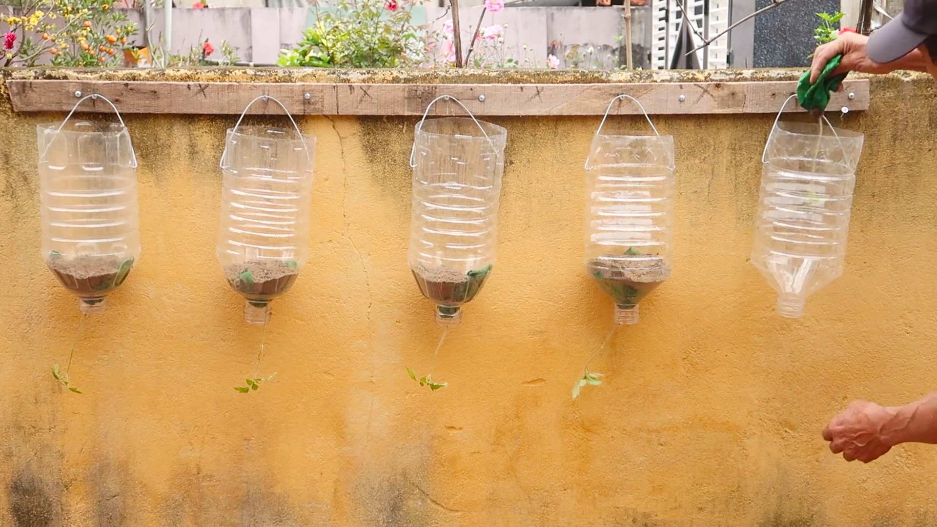 Growing tomatoes without a garden