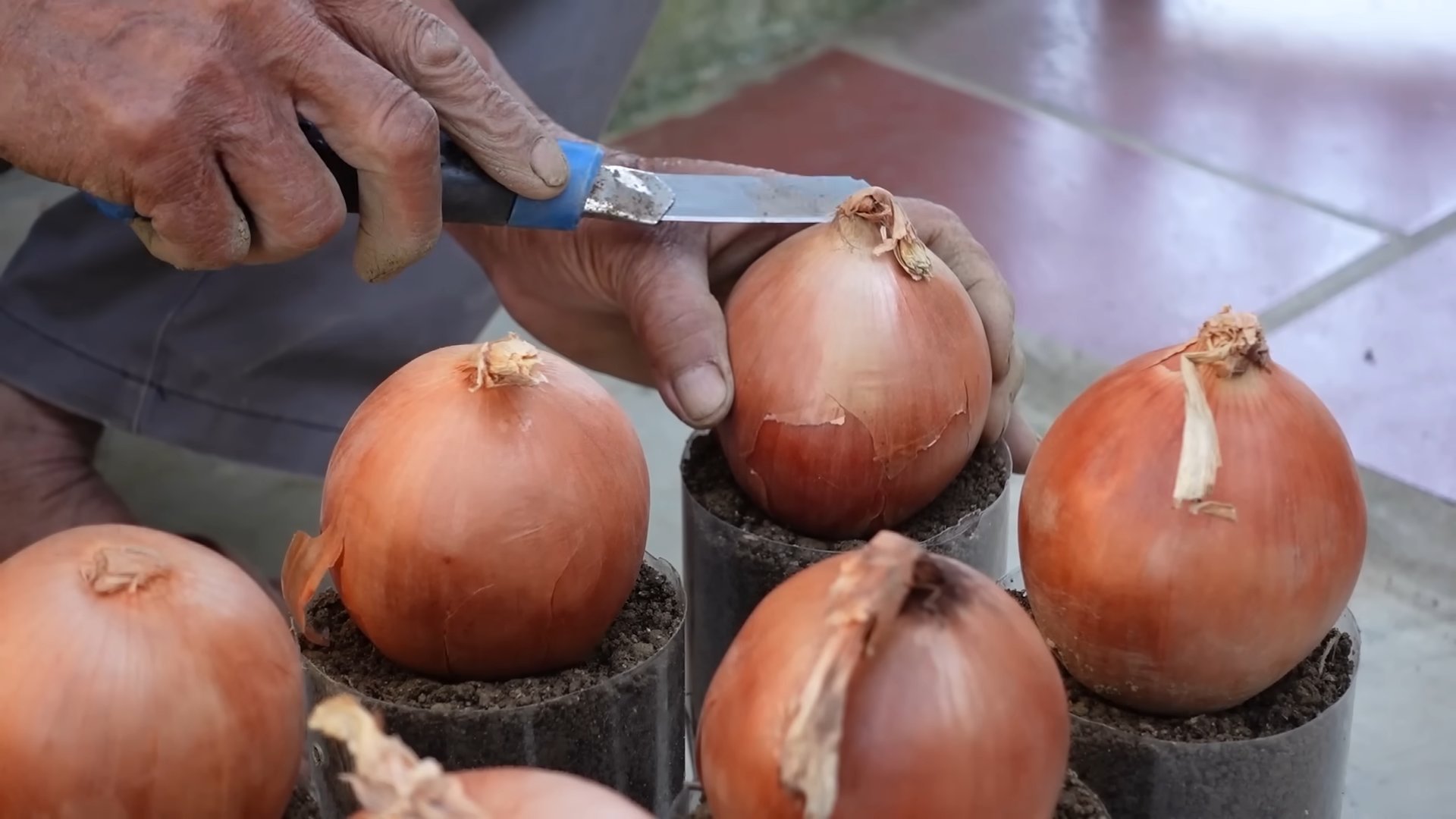 Growing onions in plastic bottles