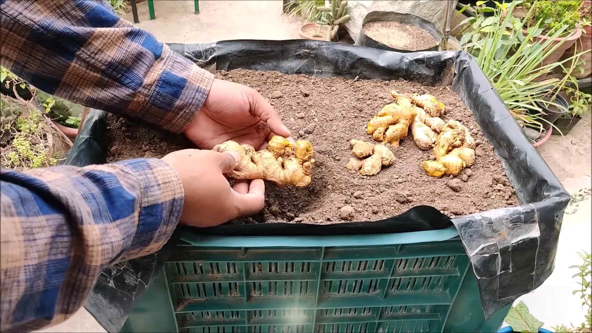 Growing Ginger at Home