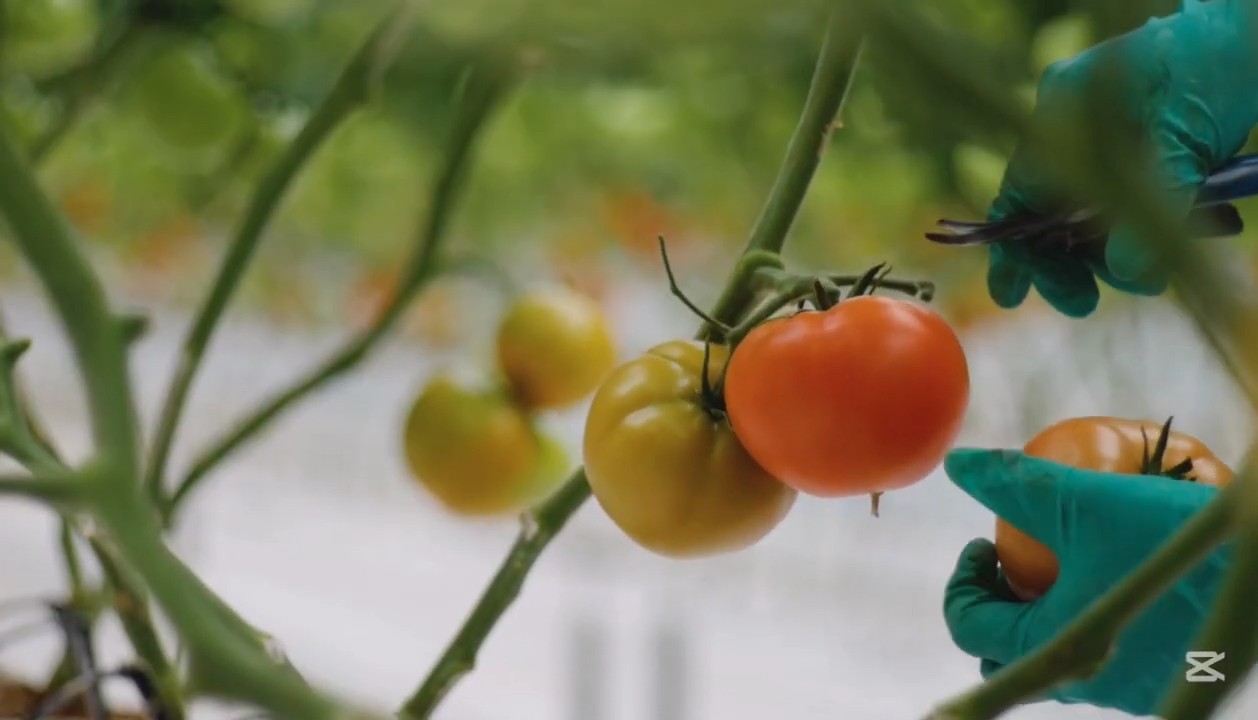 Grow Tomatoes in Containers