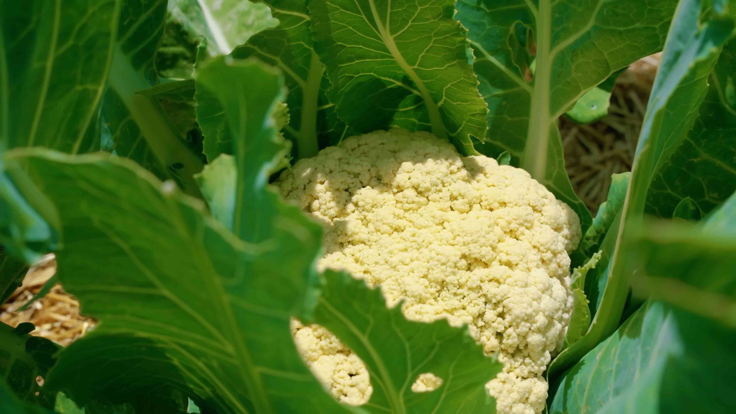 Cauliflower Growing Home Tips