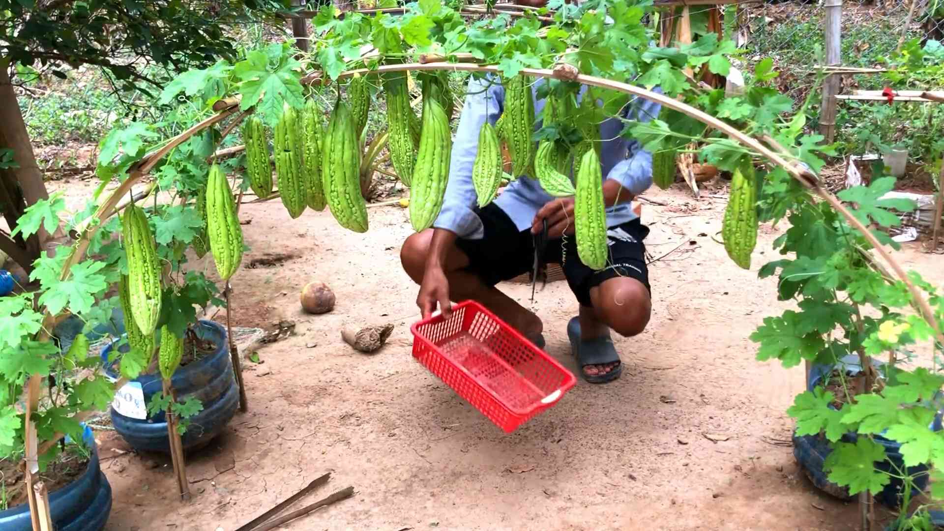 Bitter melon gardening tips
