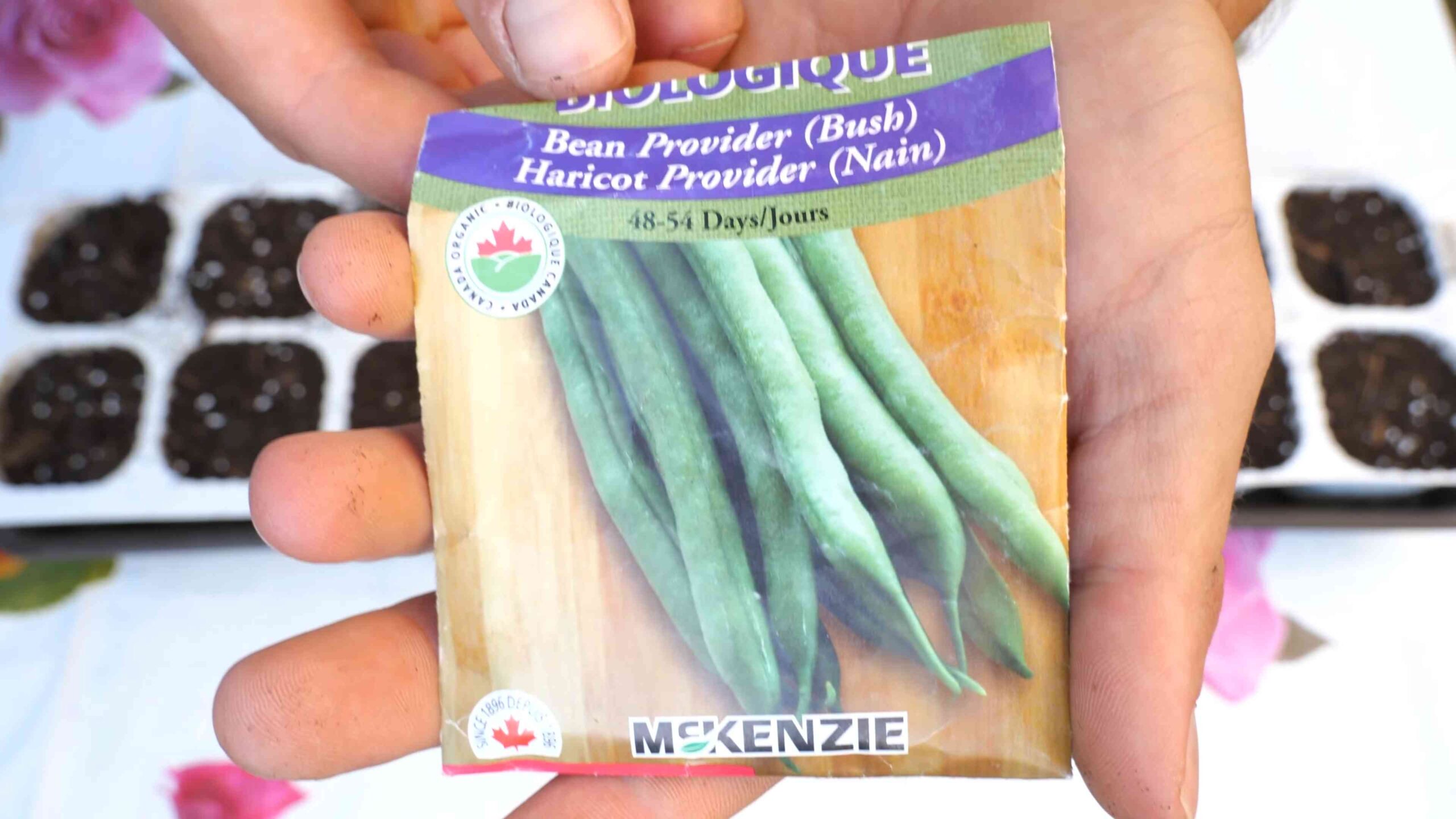 Plant Bush Beans