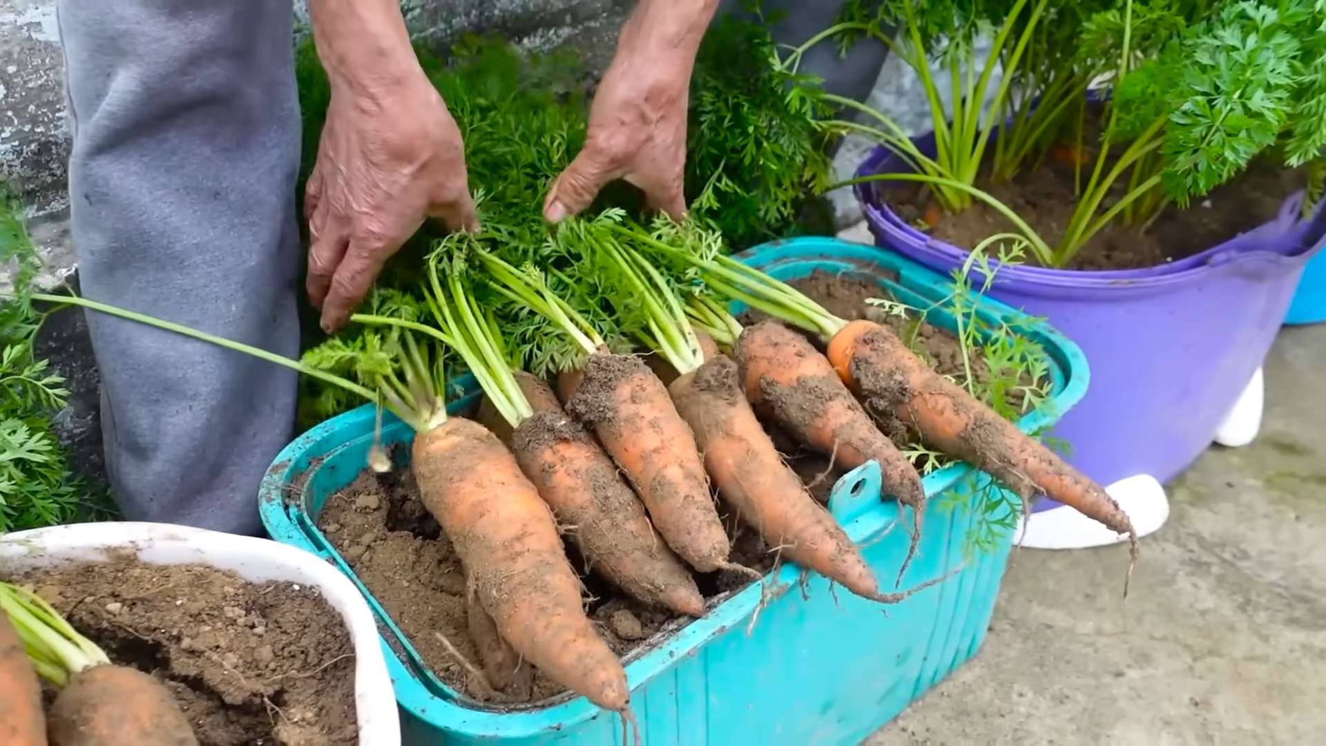Growing Carrots Easy Planting