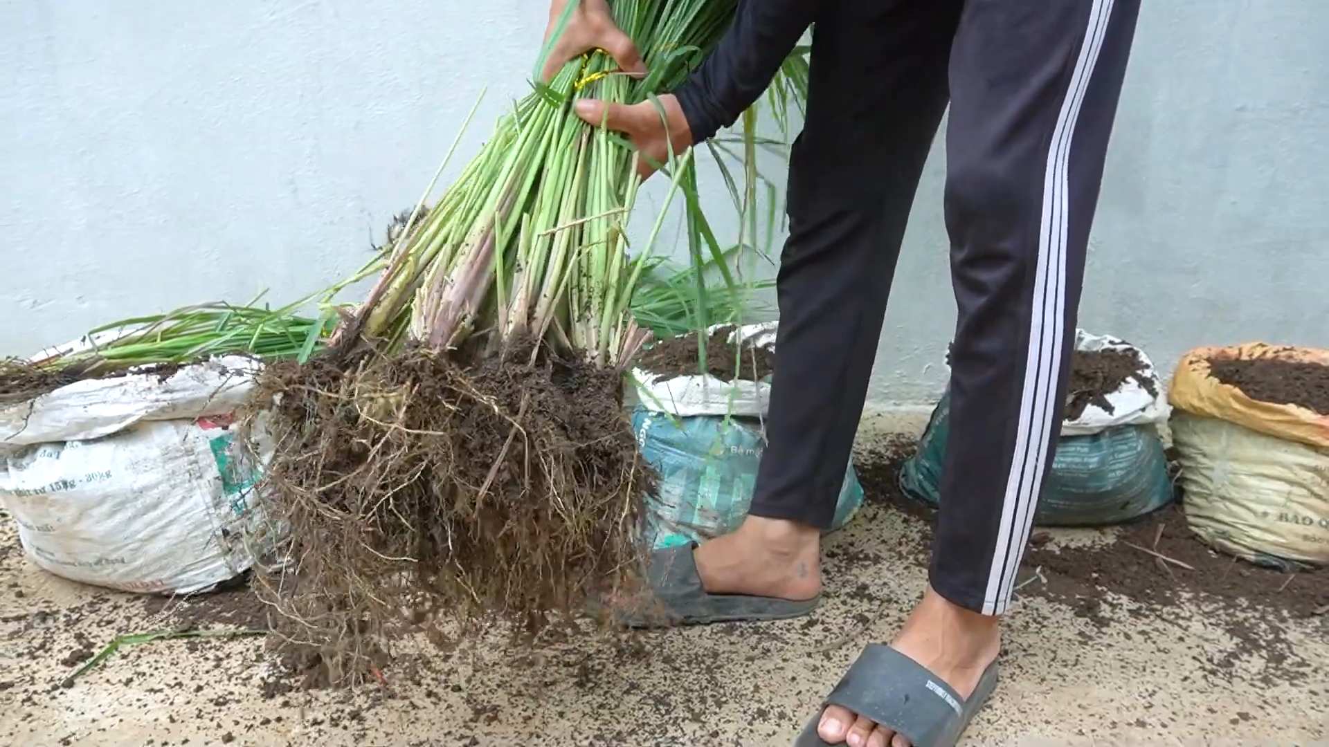 Grow Lemongrass at Home