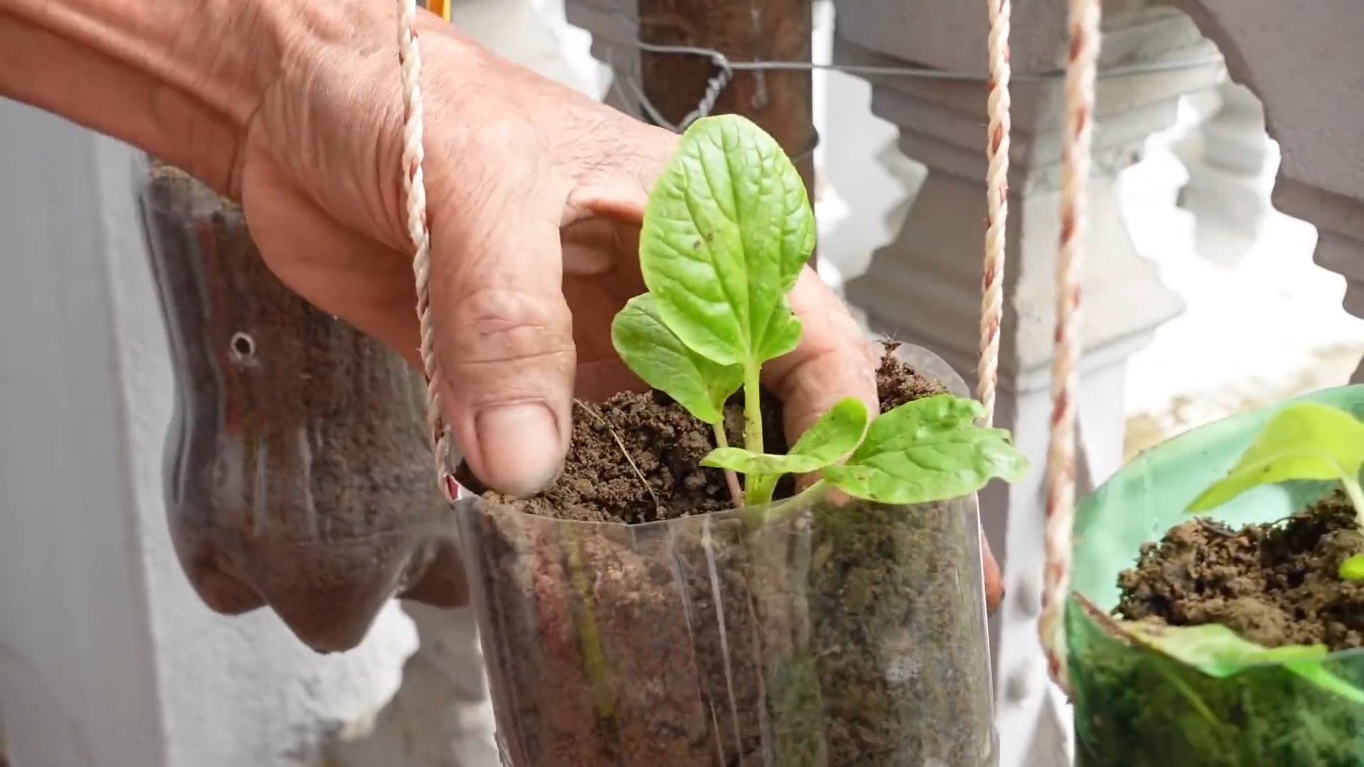 Grow Your Own Bok Choy