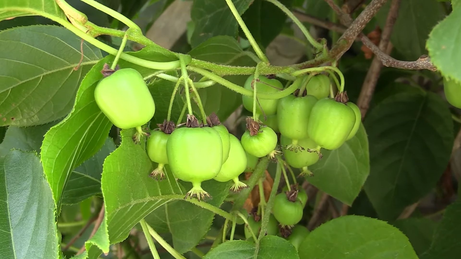 Grow Kiwi Fruit at Home