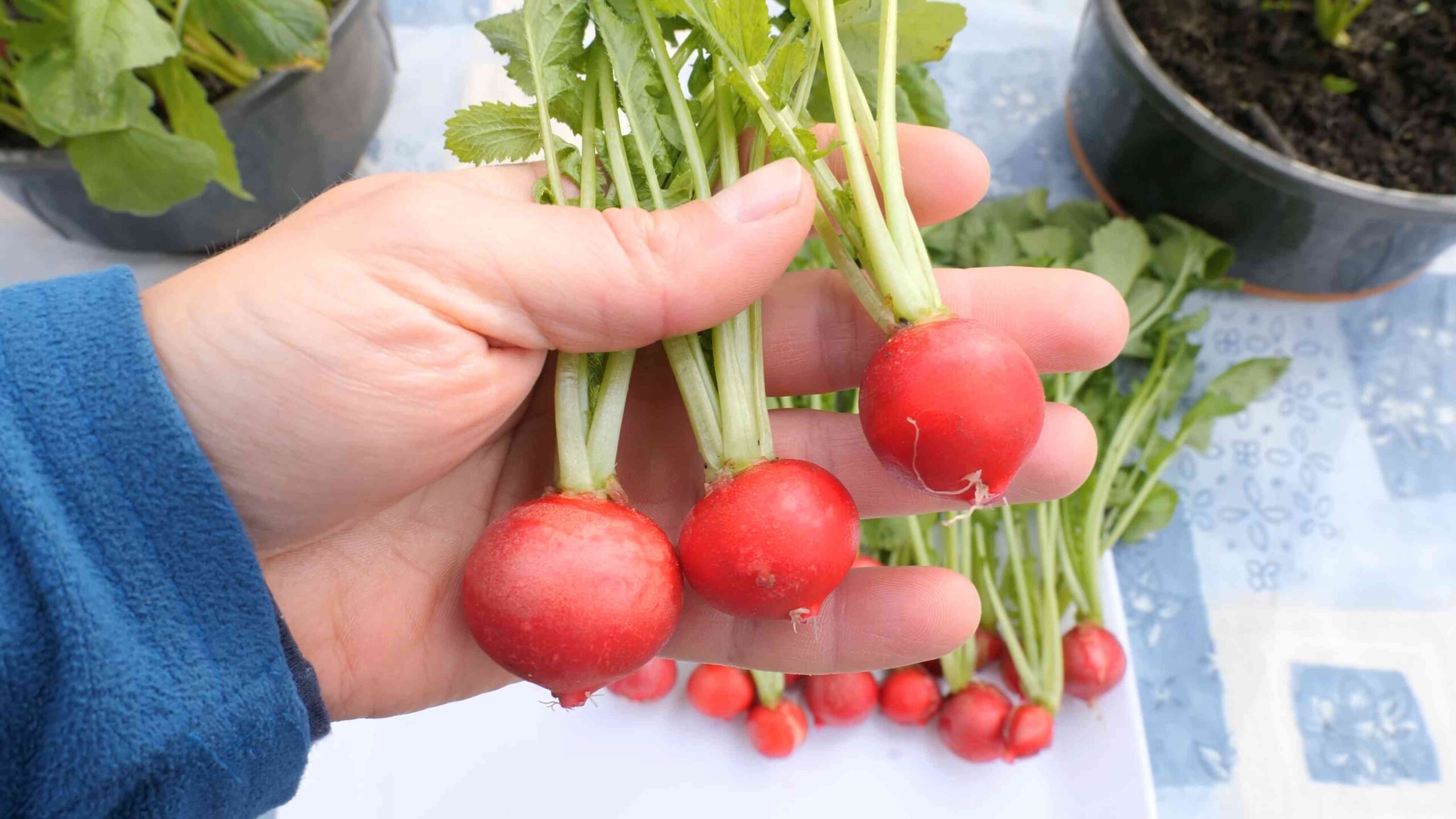 Grow Radishes Small Spaces