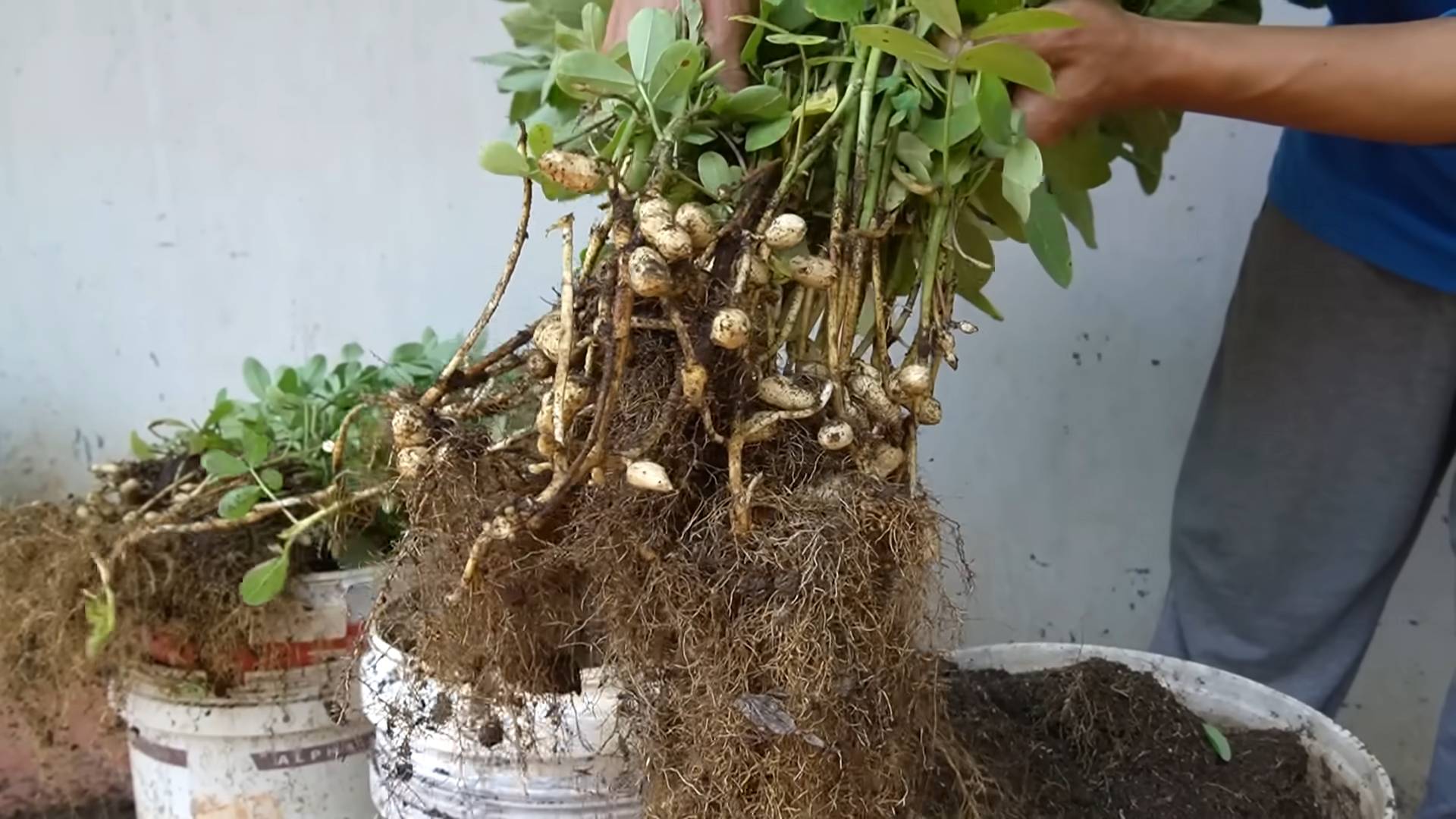 Grow Peanuts at Home