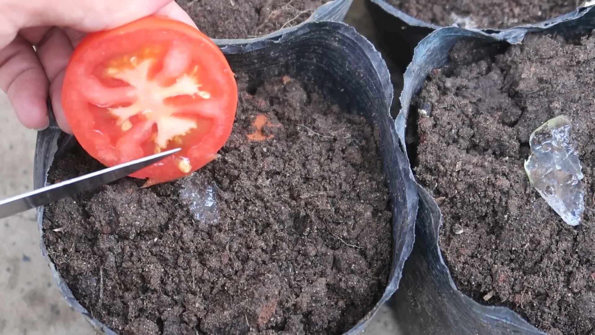 Grow Your Own Tomatoes