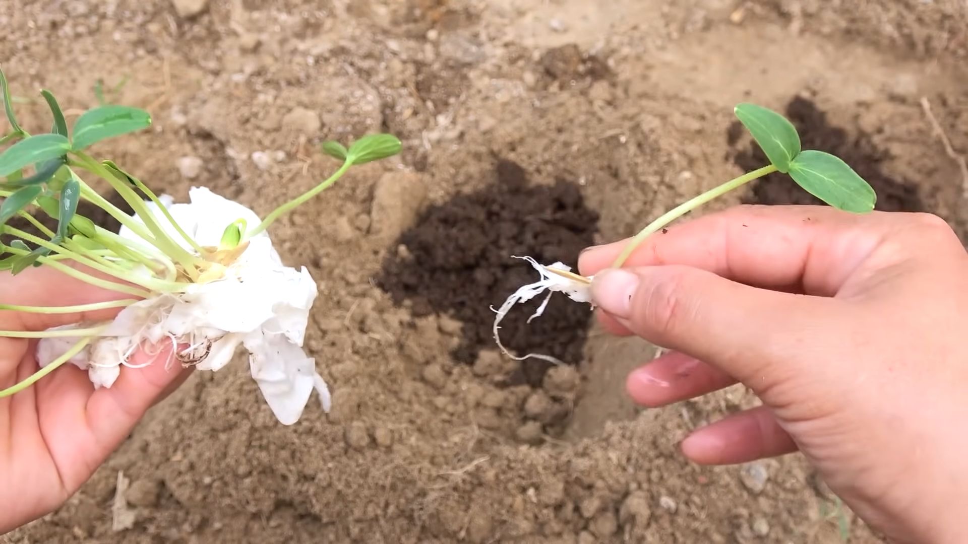 Grow Crisp Cucumbers Fast