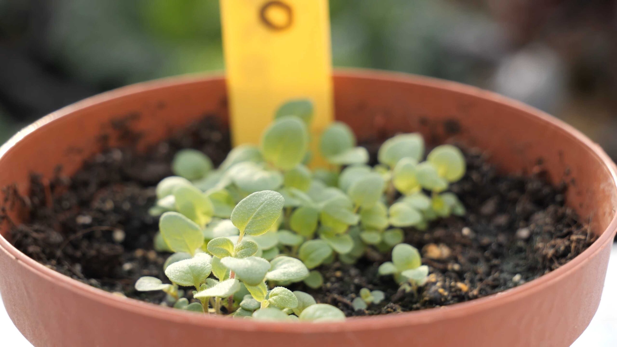 Grow Oregano at Home