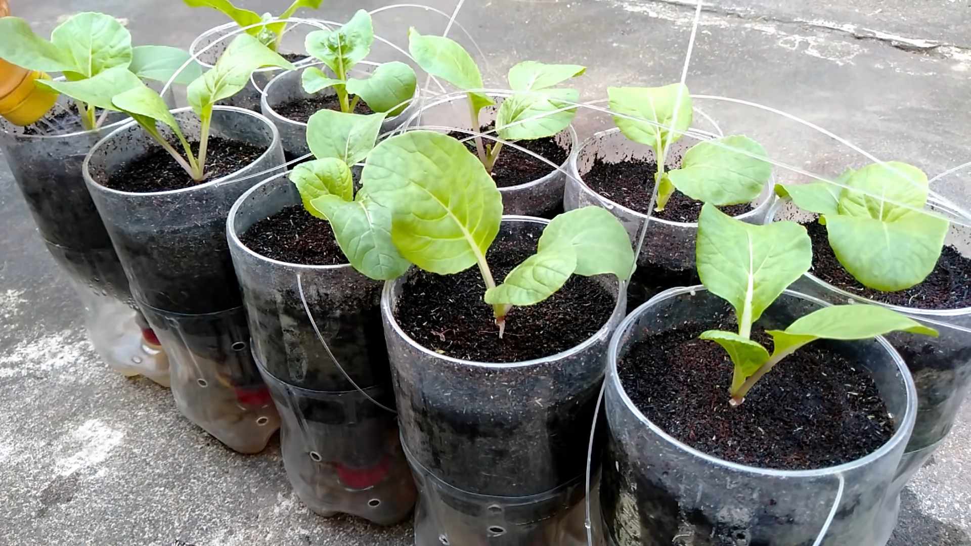 Grow Pechay in a Pot
