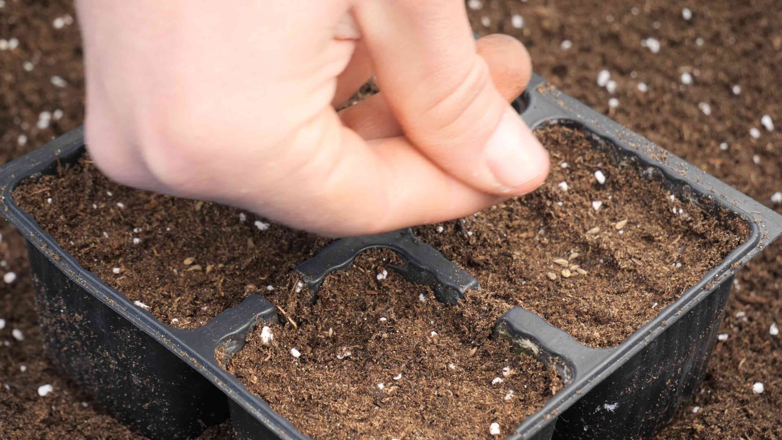 Beginner Gardening with Parsley