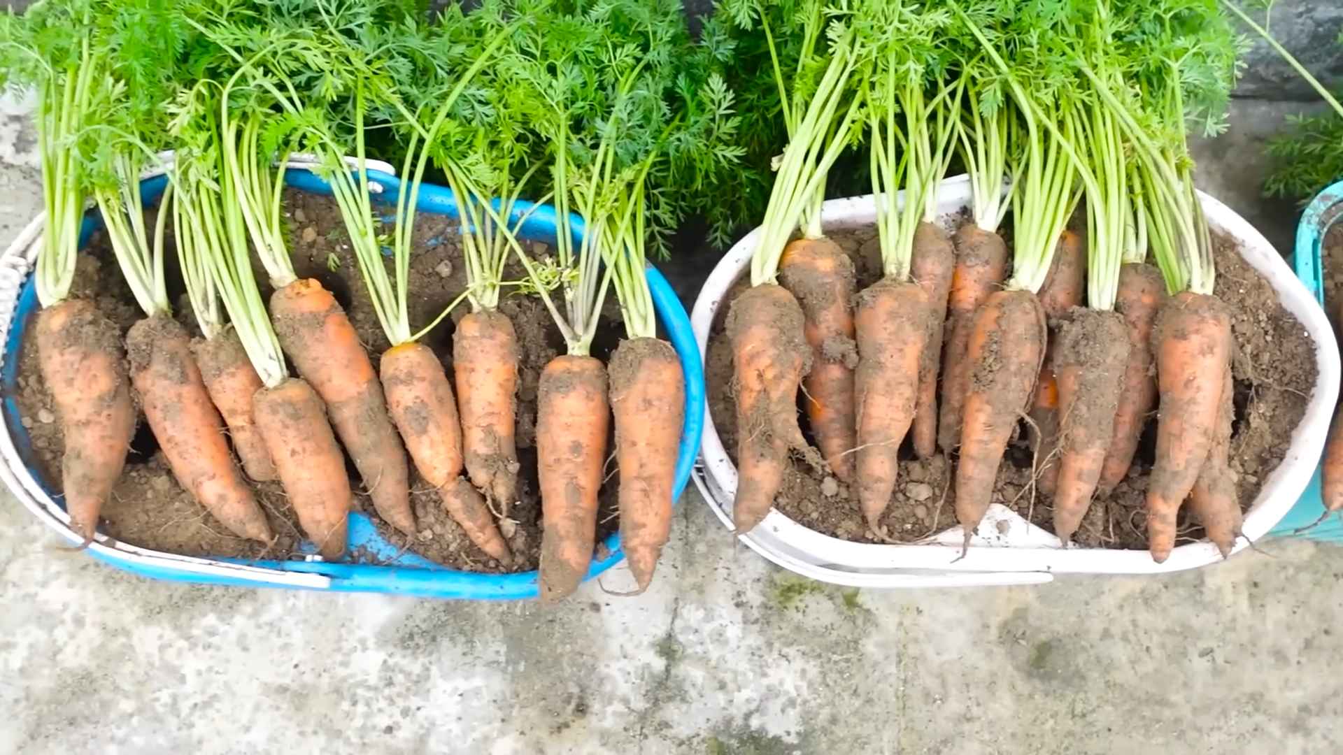 Indoor Carrot Container Gardening