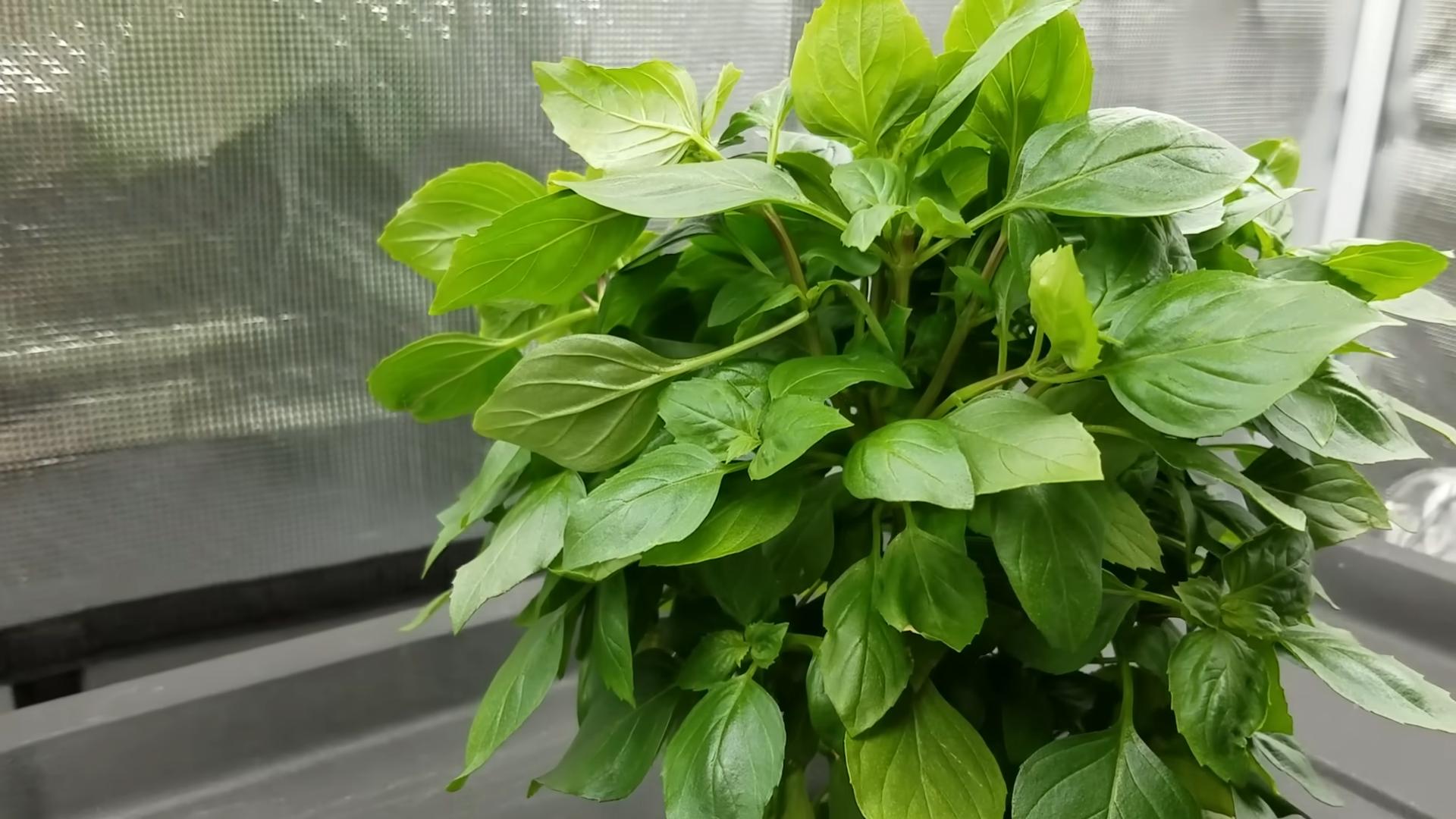 Grow Basil at Home