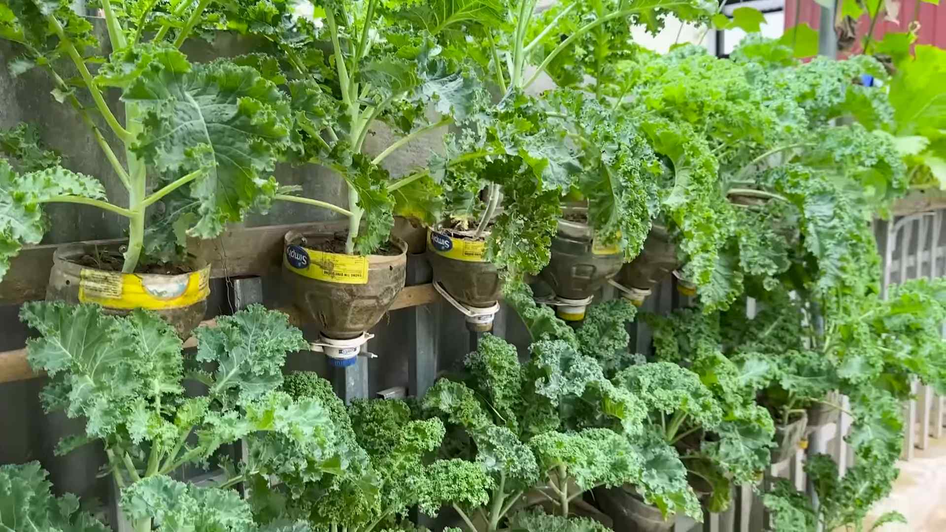 Growing Kale Benefits