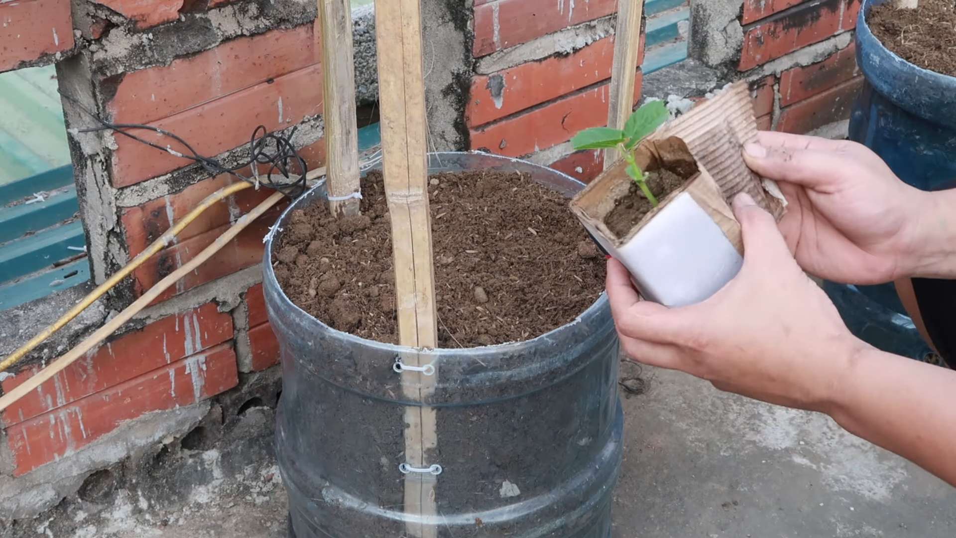Grow Bitter Melon