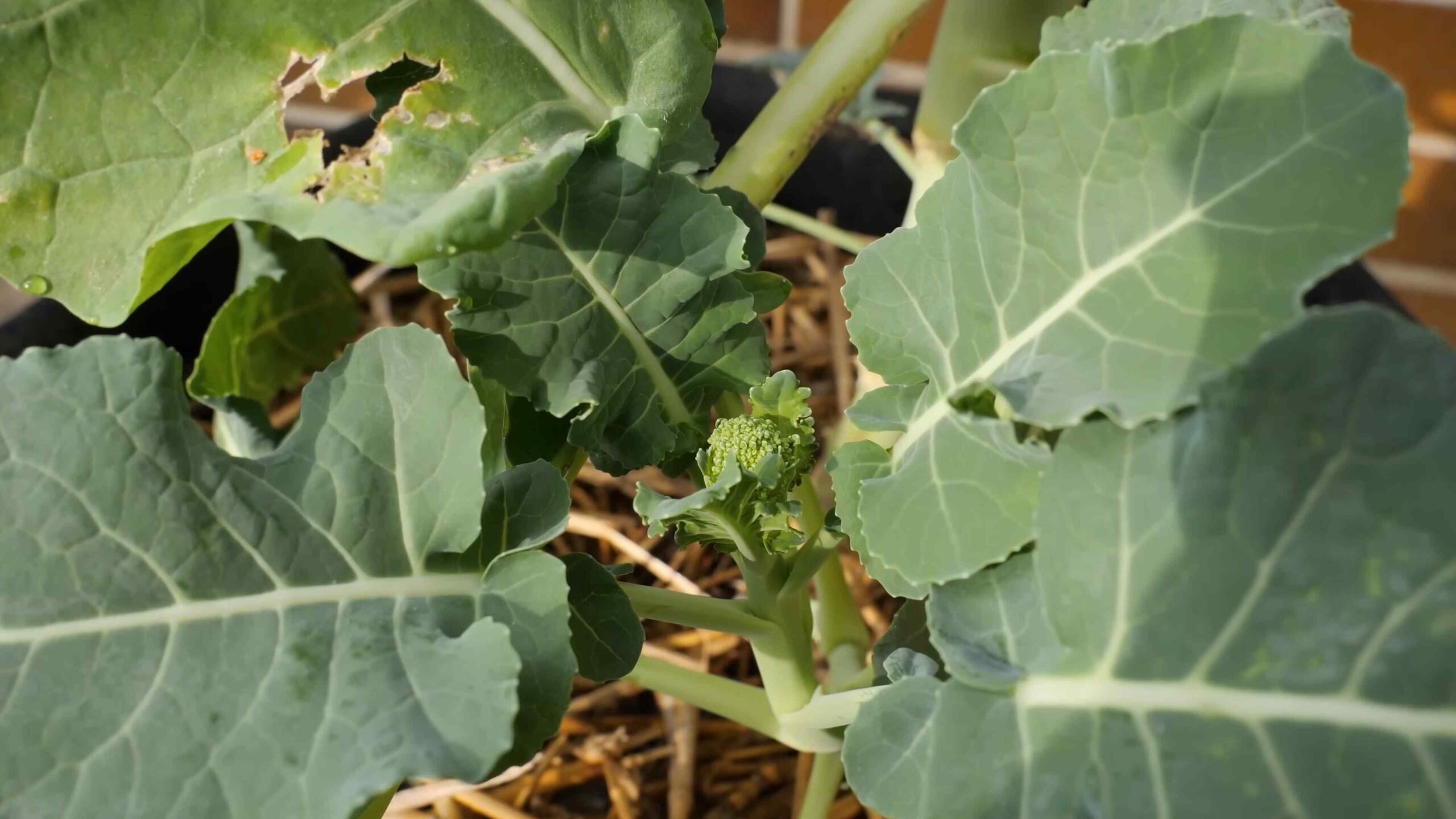 Growing Broccoli at Home