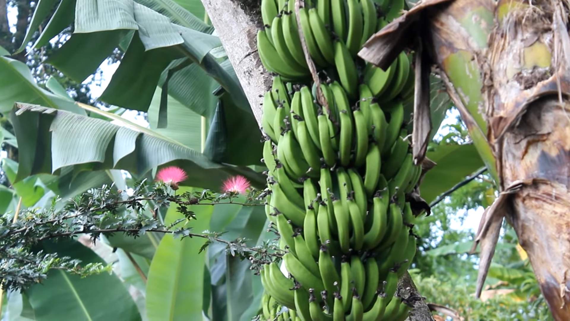 Growing Bananas at Home