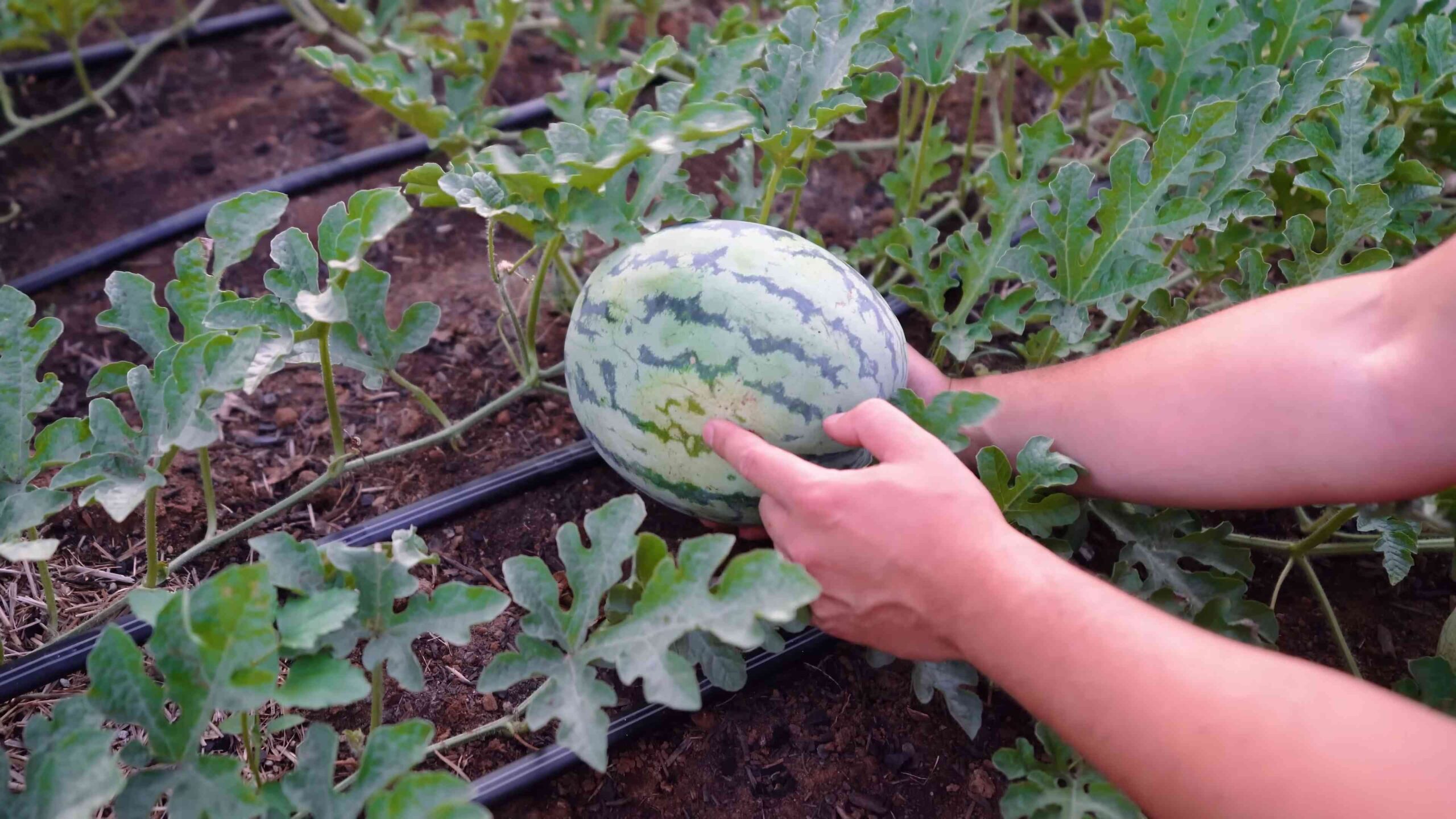 Watermelon Farming Tips