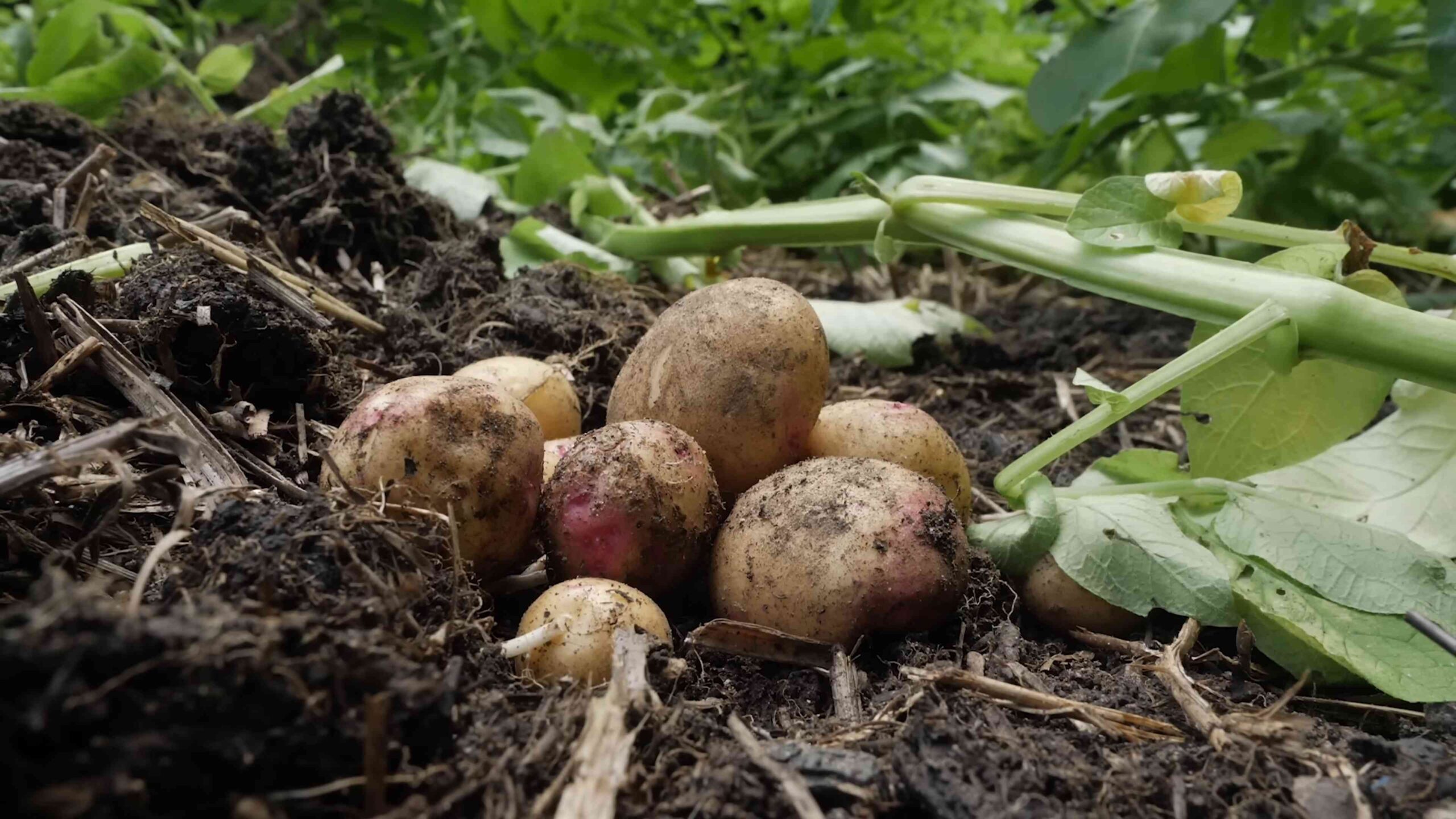 Grow Potatoes in Your Backyard