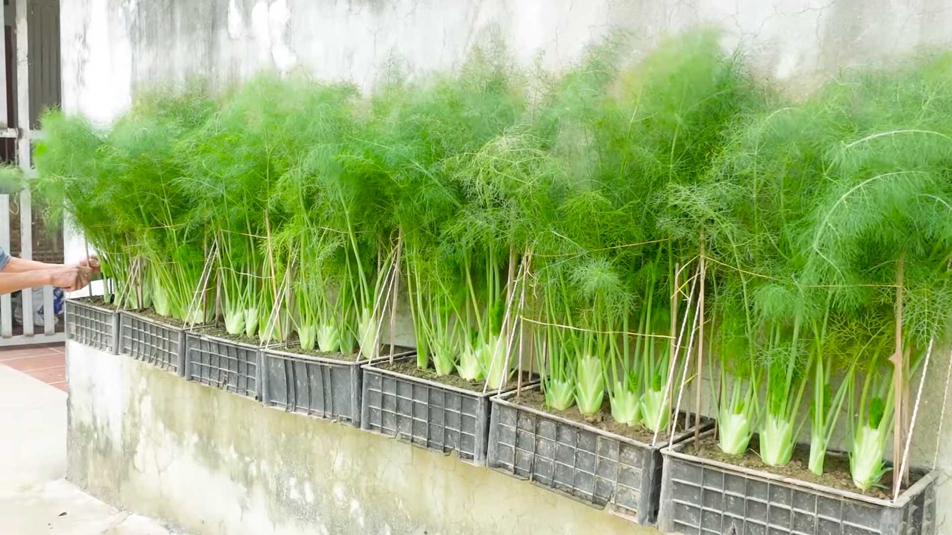 DIY Indoor Herb Garden