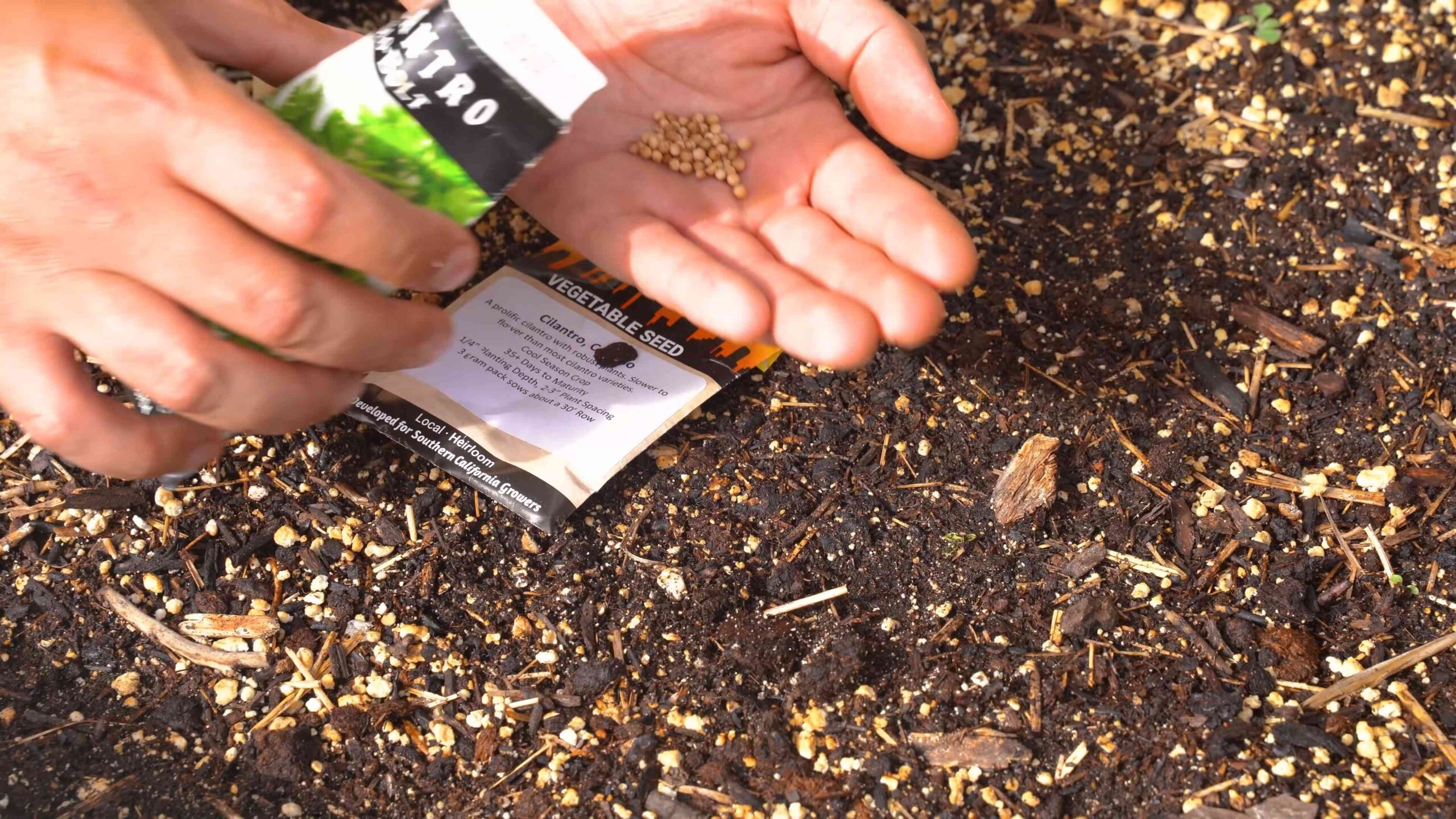 Growing Cilantro for Beginners